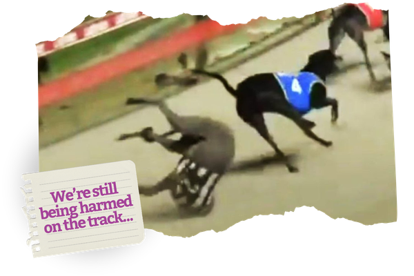 Why reform alone won’t fix the Greyhound Racing industry.