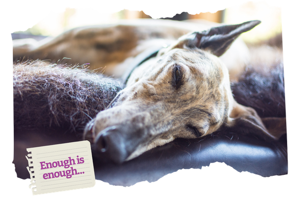 Enough is enough. RSPCA South Australia is calling for a phase out of greyhound racing.