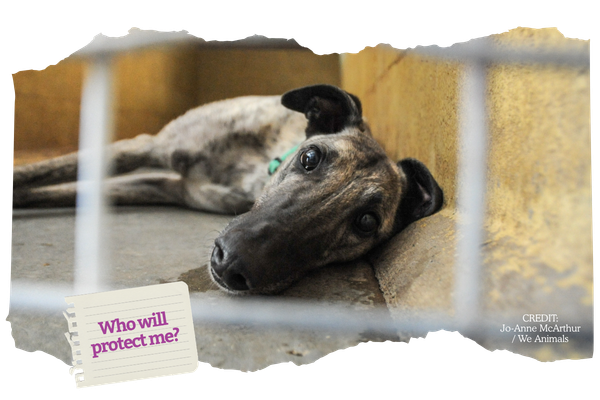 The truth about greyhound racing isn’t behind the starting gate – it’s behind closed doors.