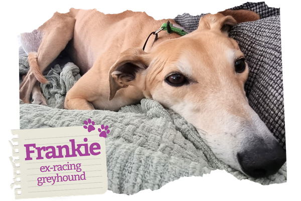 Industry figures in: Betting on the dogs is on the decline.