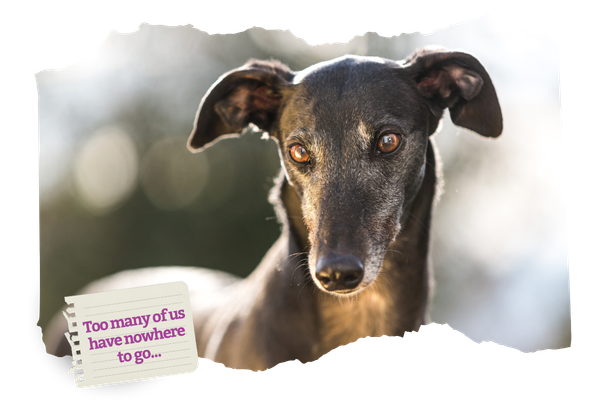 GAP’s new adoption facility opens this weekend… but more kennels won’t fix the real problems with greyhound racing.&nbsp;