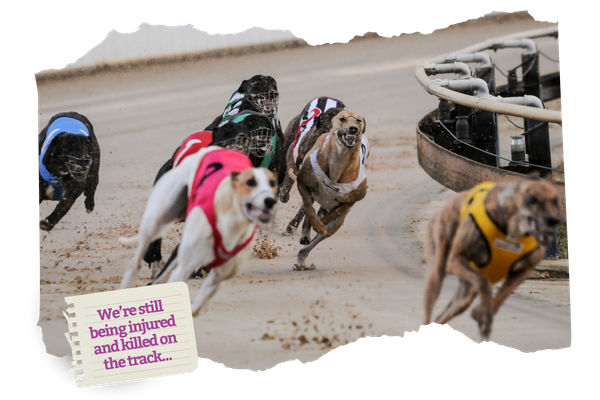 The SA Government has rejected the call for a phase out. But it’s not too late to make your voice heard. 