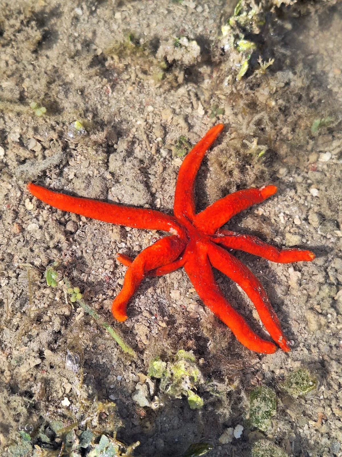A bright red starfish on sandy ground with small green plants and pebbles.