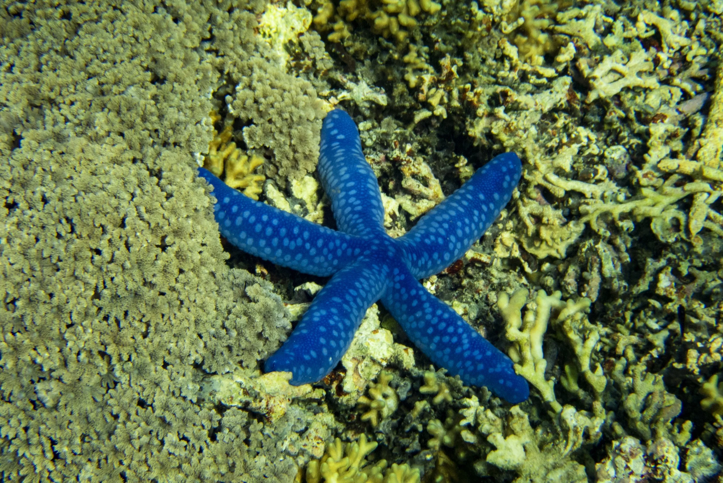 A blue starfish with white spots on a coral reef.