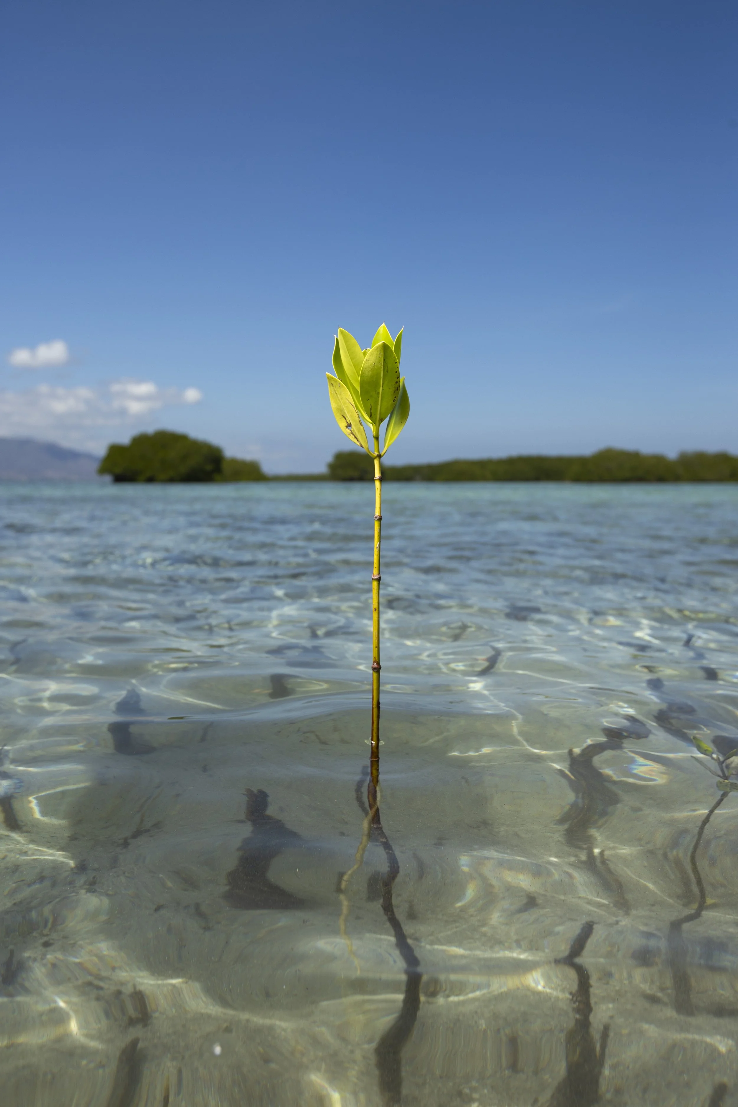 A young green plant with several leaves is growing in shallow clear water, with a background of blue sky, some clouds, and distant green islands or trees.