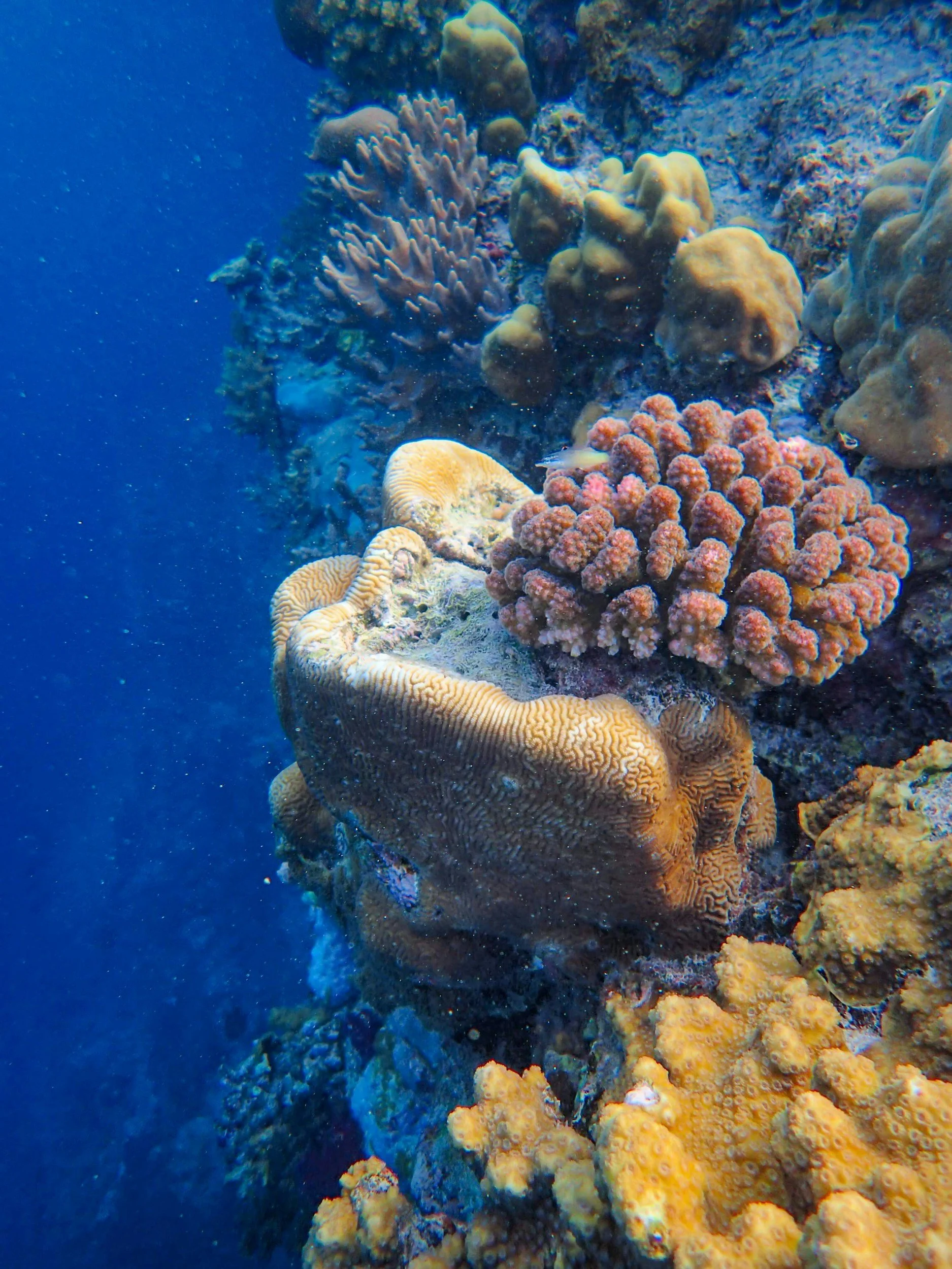 Underwater scene with vibrant coral reef and fish.
