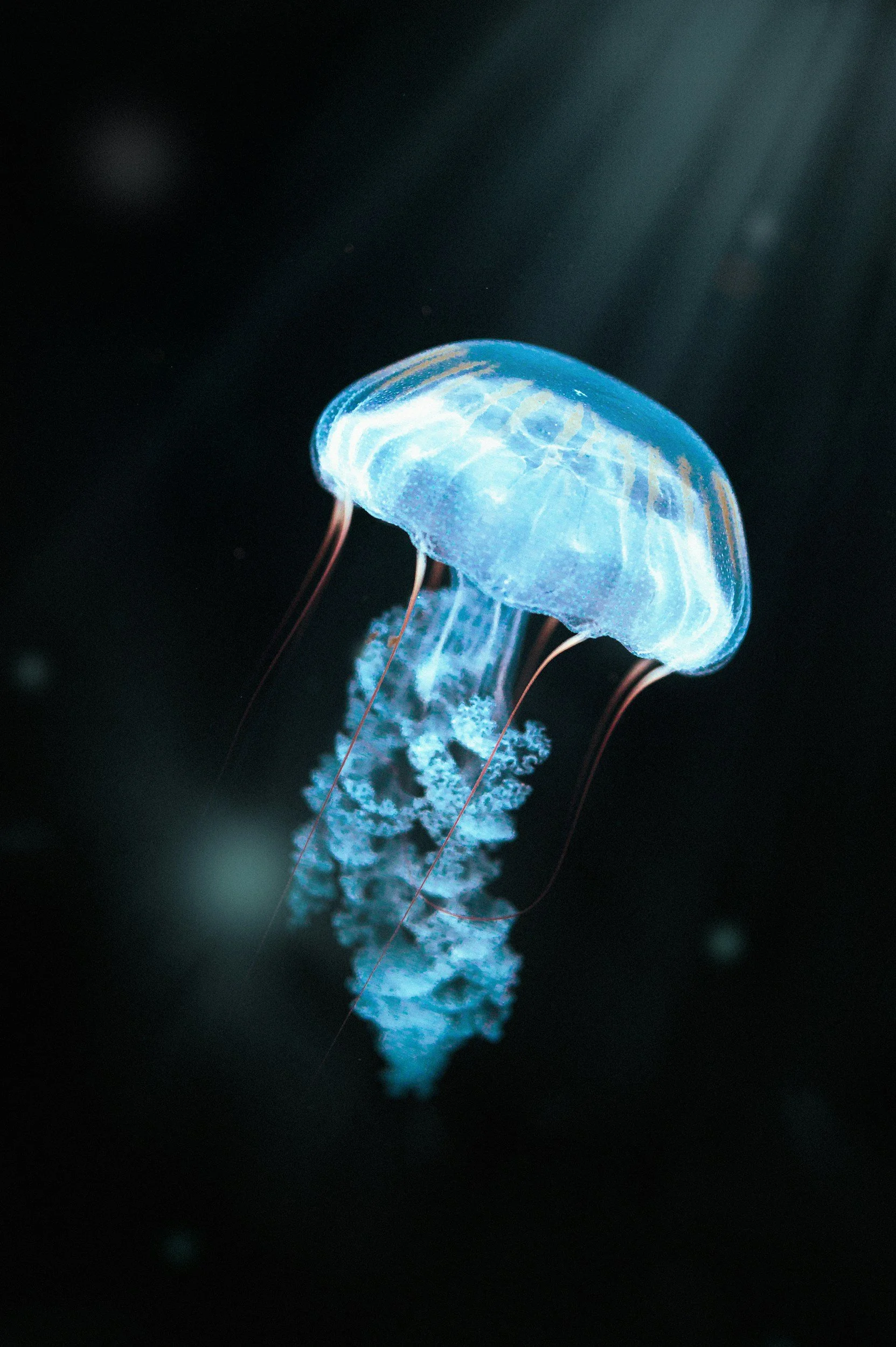 A glowing, translucent jellyfish swimming in dark water.