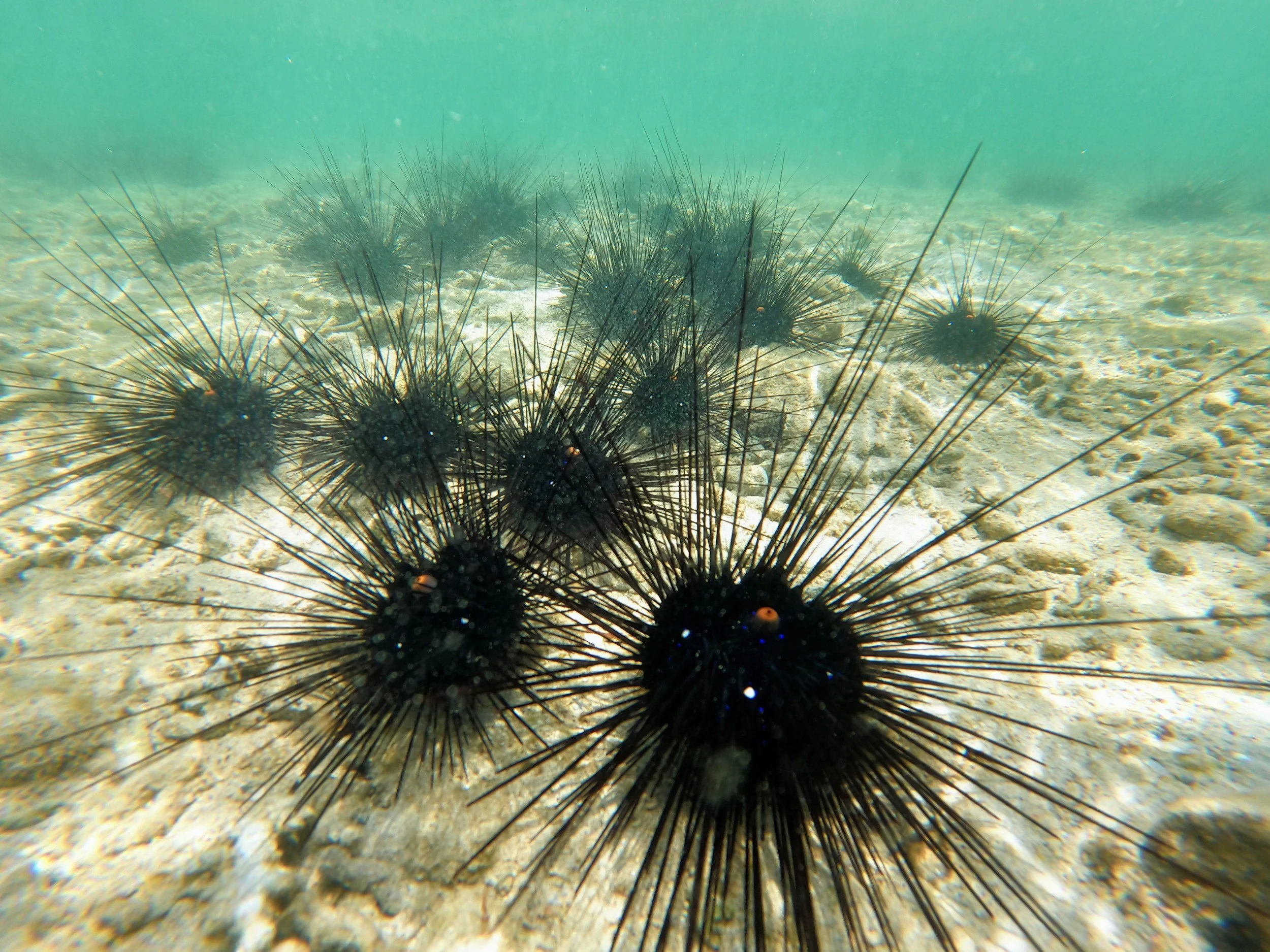 Sea urchins with long black spines on a sandy ocean floor.