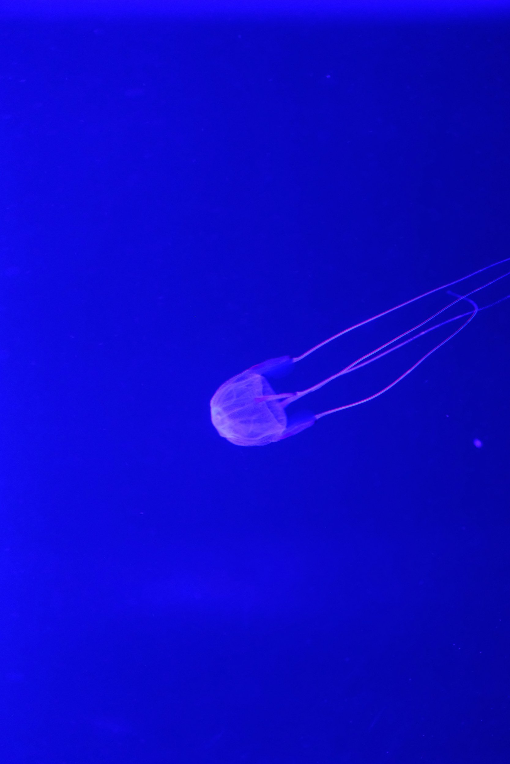 A jellyfish floating in a blue-lit aquarium.