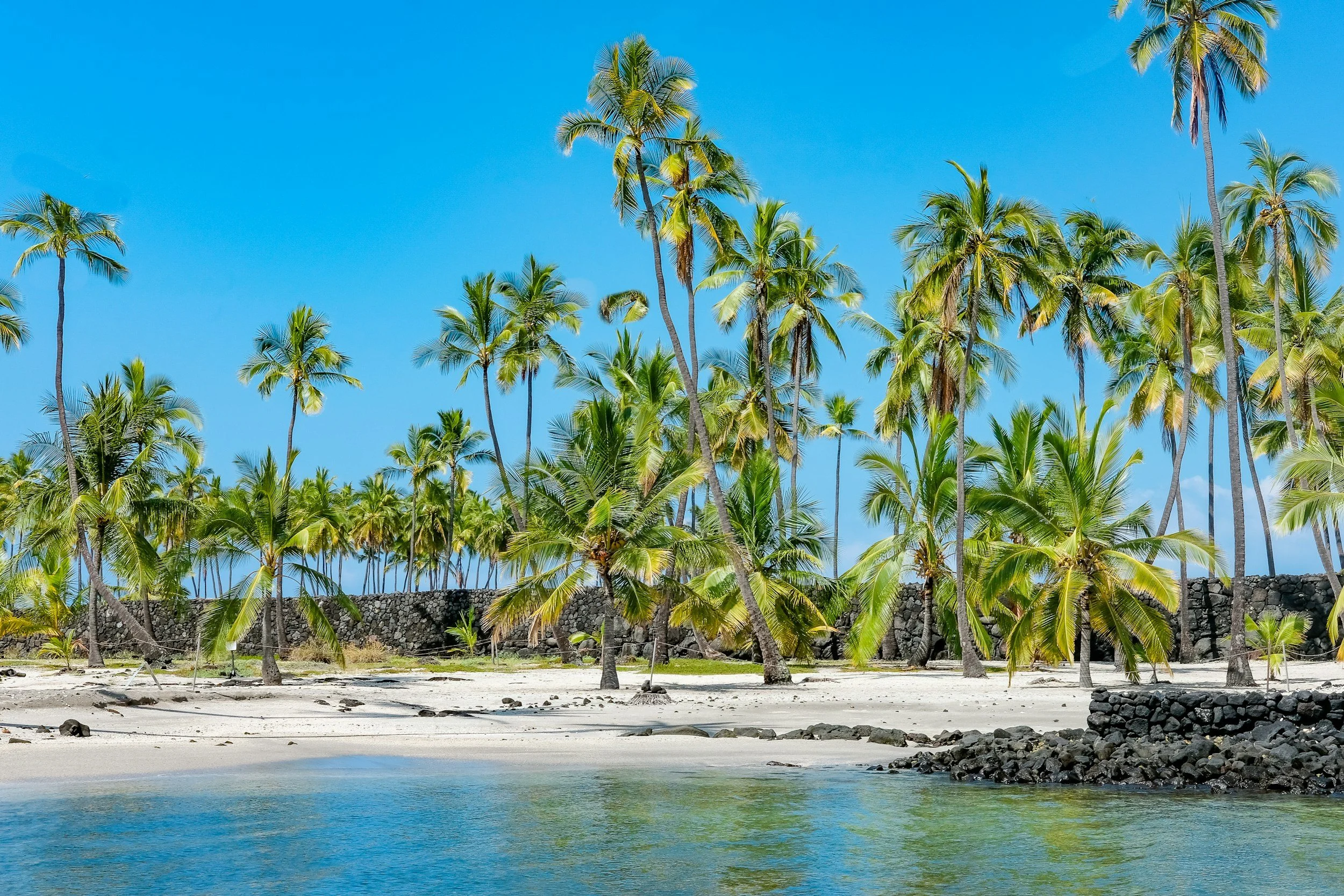 Tropical beach scene with numerous palm trees, rocky shoreline, and calm water under a bright blue sky.