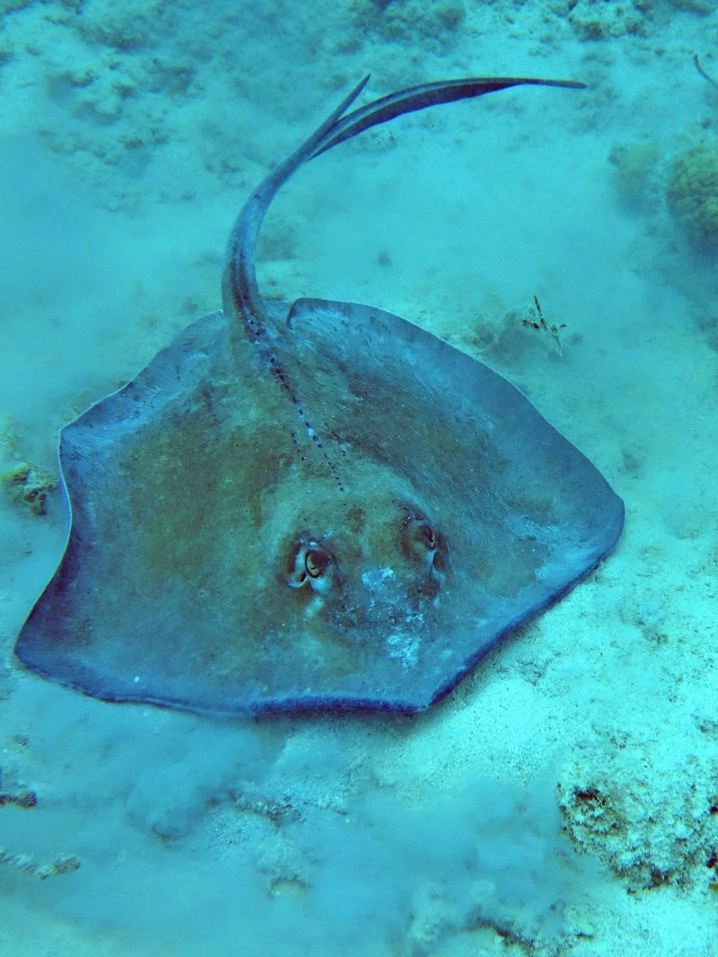 A stingray laying on the sandy ocean floor with a small fish swimmming nearby.