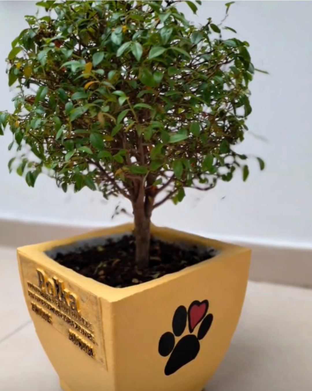 Maceta cenizaria con planta viva