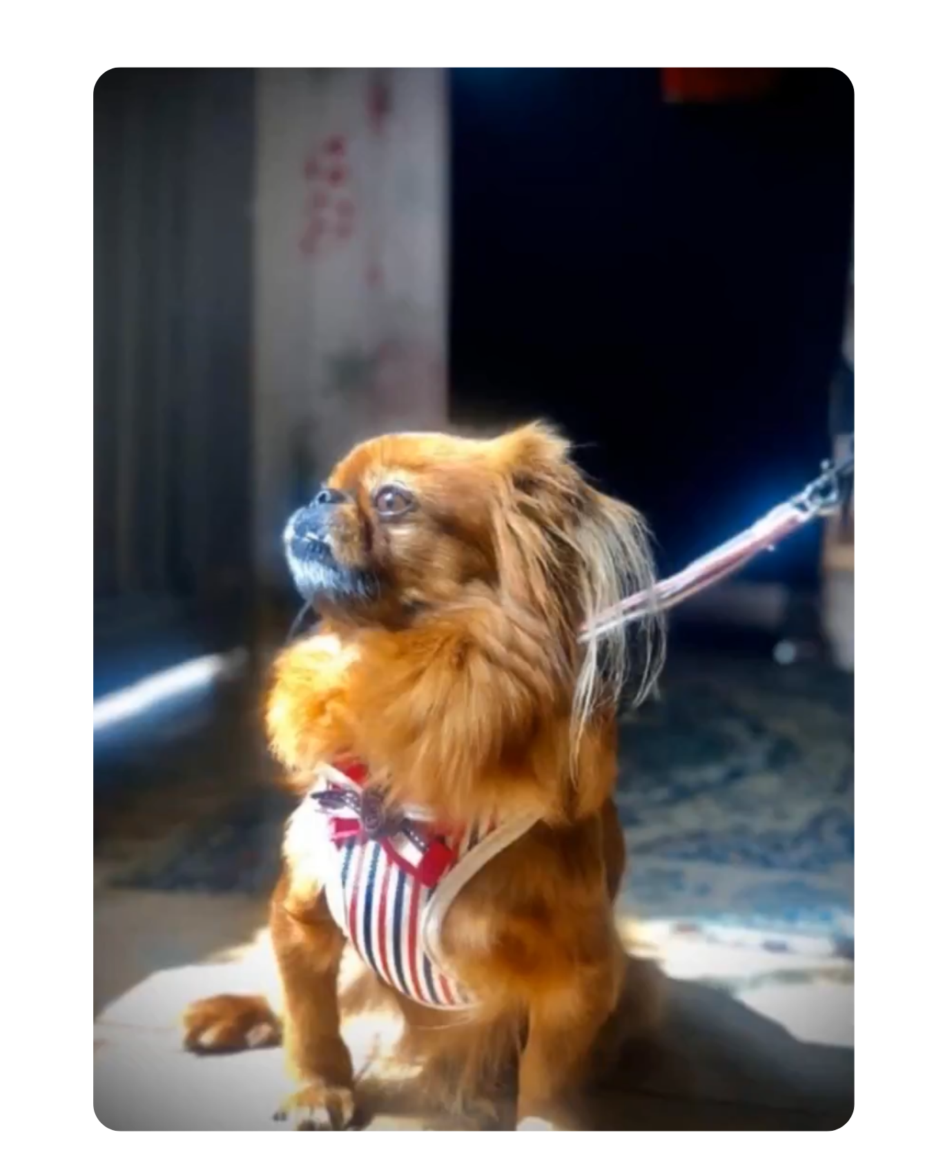 Perro de raza pequeña con pelaje marrón y orejas largas, usa un arnés con rayas rojas, blancas y azules, y está atado a una correa, en un lugar con luz natural.