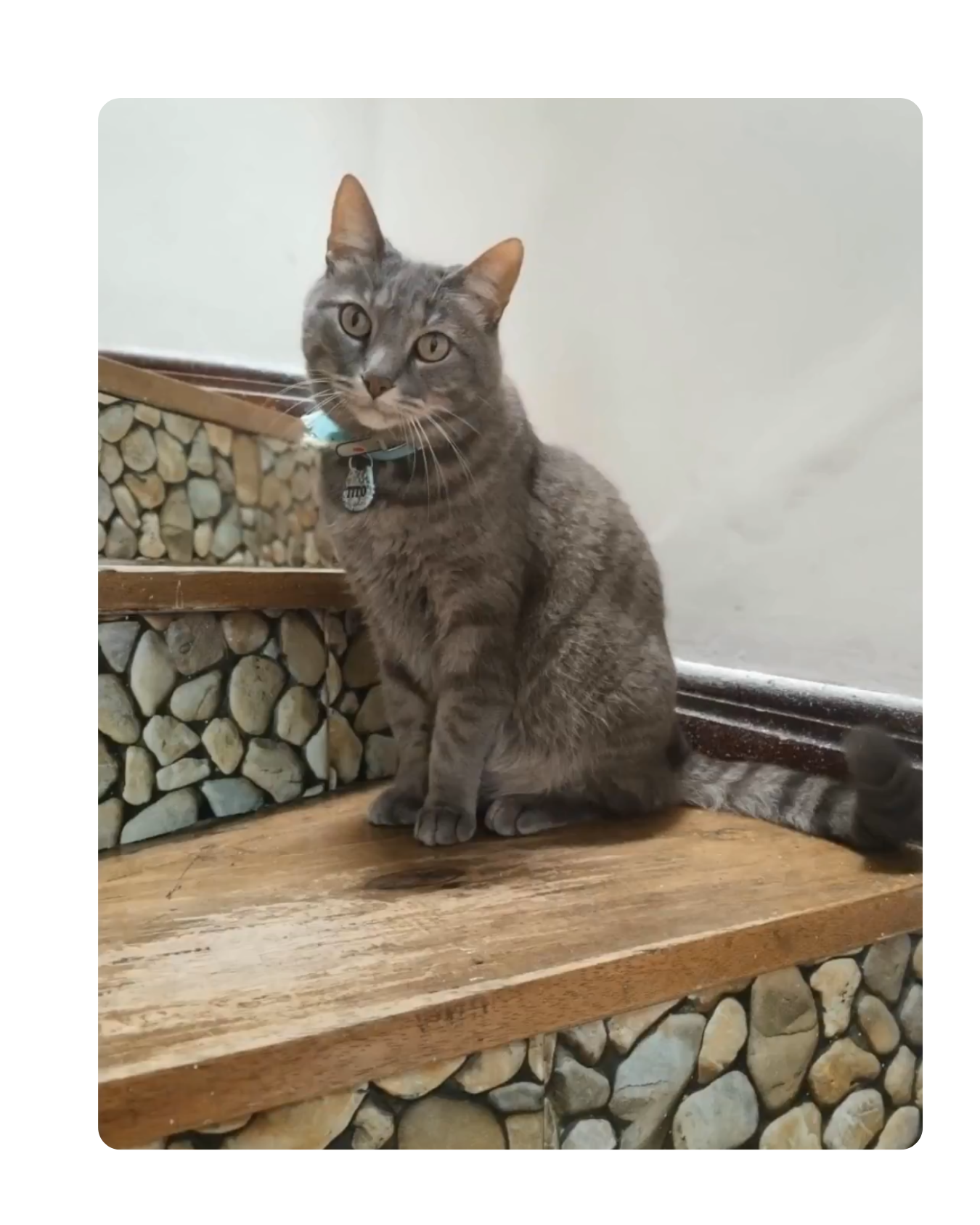 Un gato gris con collar sentado en escalones de piedra y madera, mirando hacia la cámara.