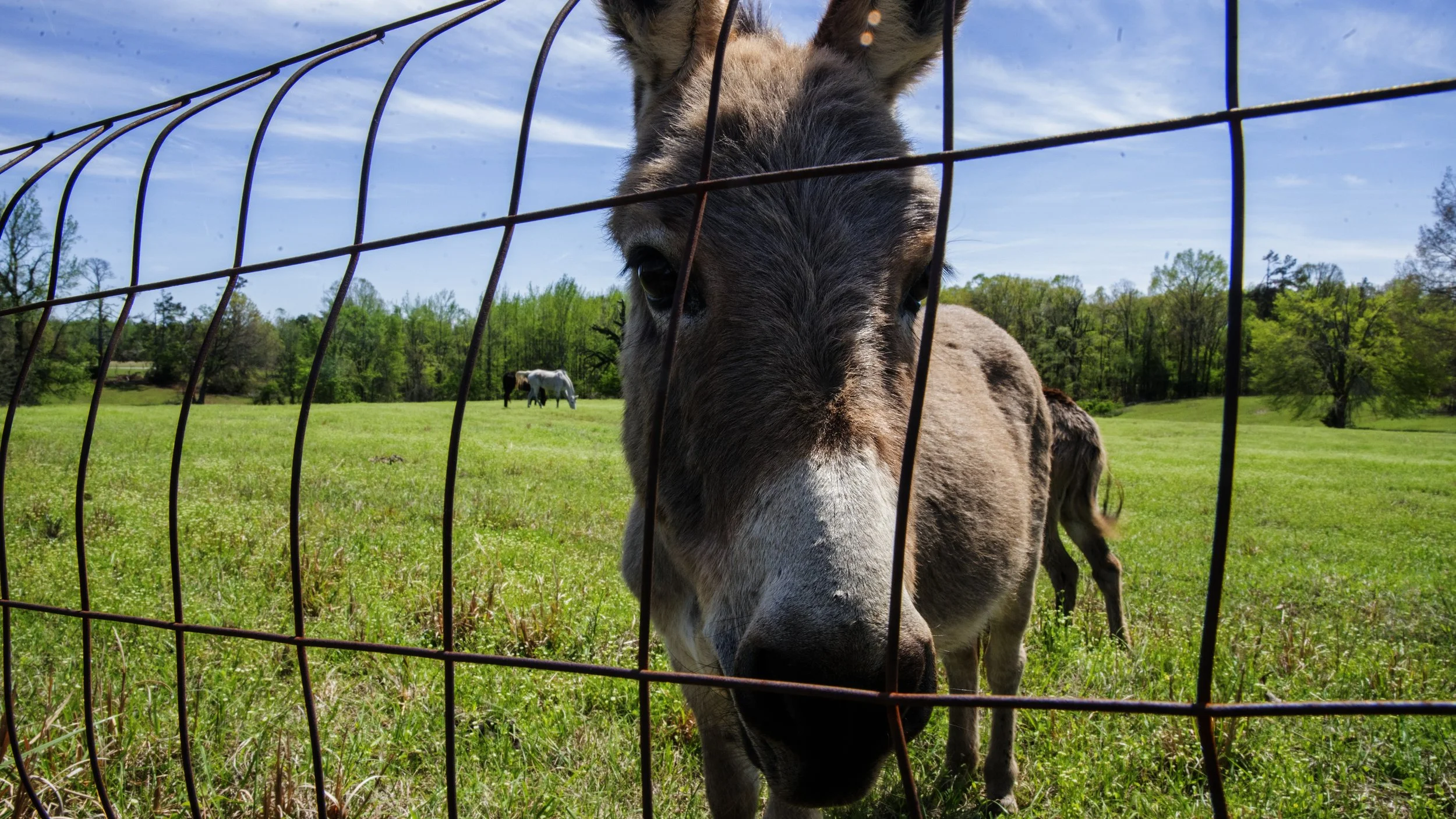 Farm Animals