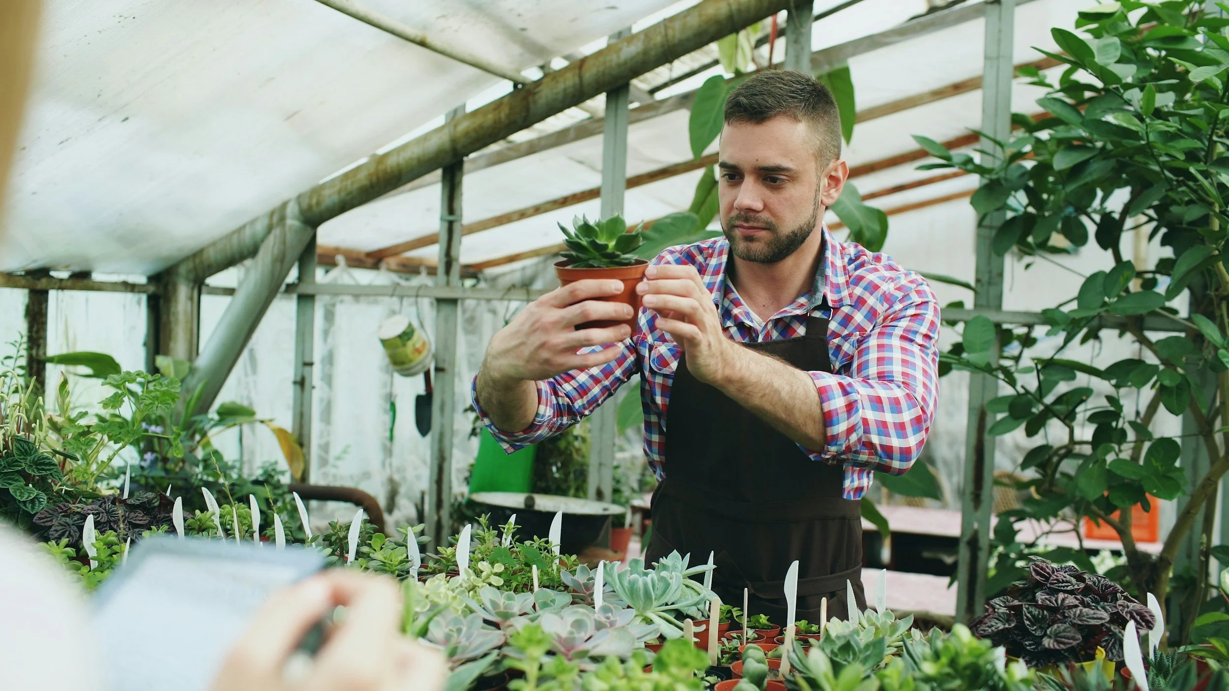 Man examining a potted succulent plant in a greenhouse among various plants.