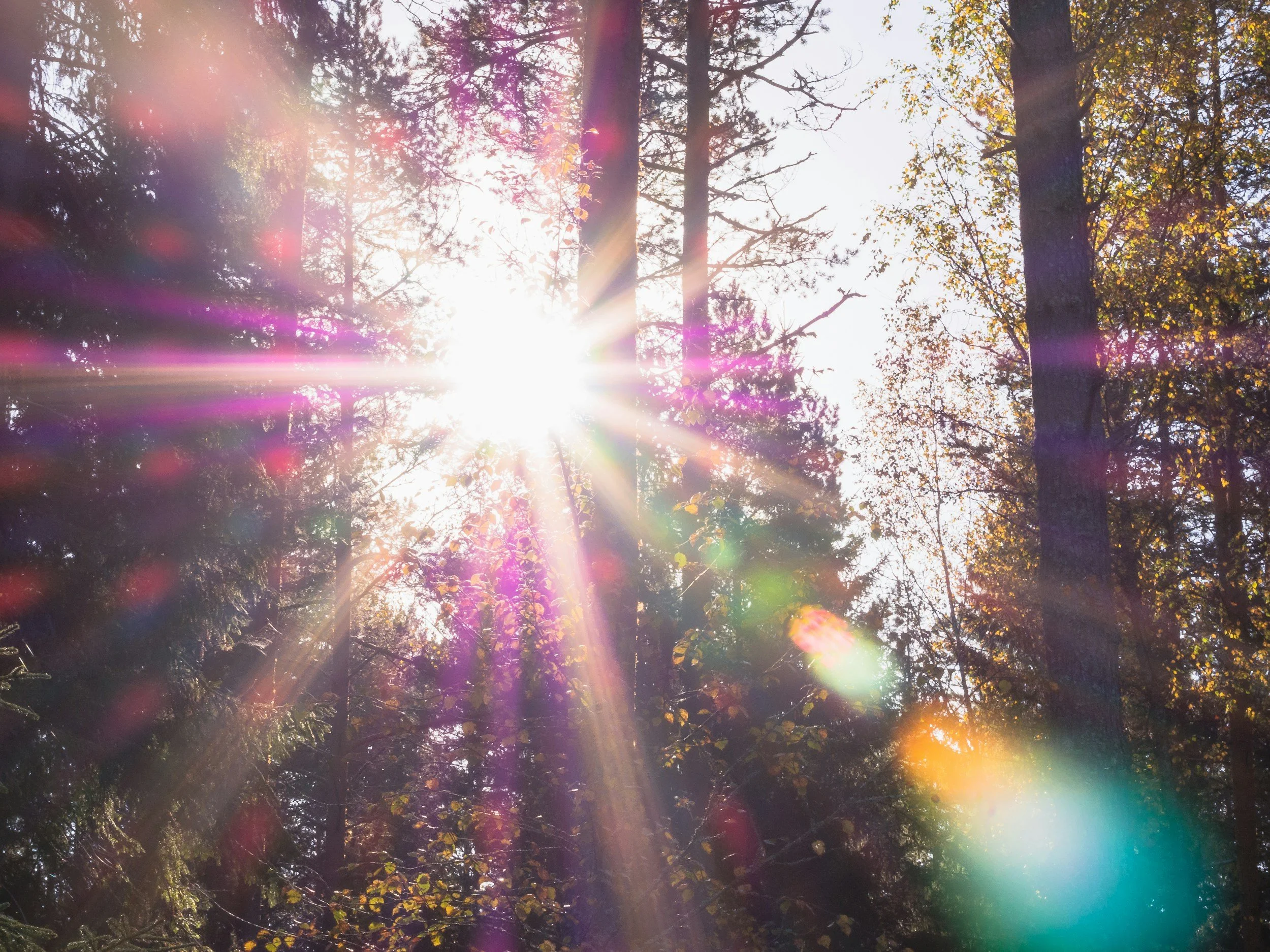 Sunlight shining through trees in a forest, creating colorful lens flares.