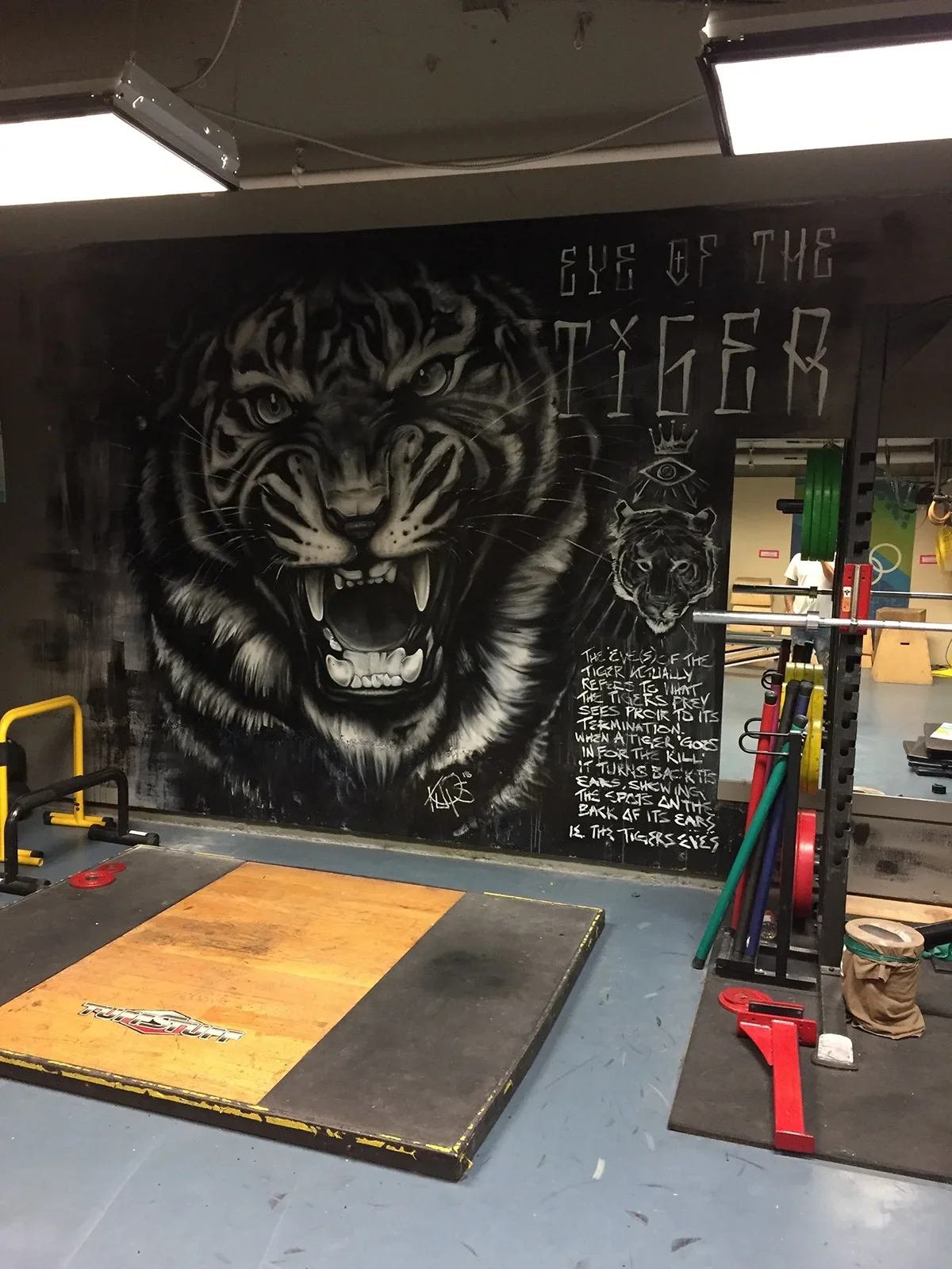 tiger.jpg.webp