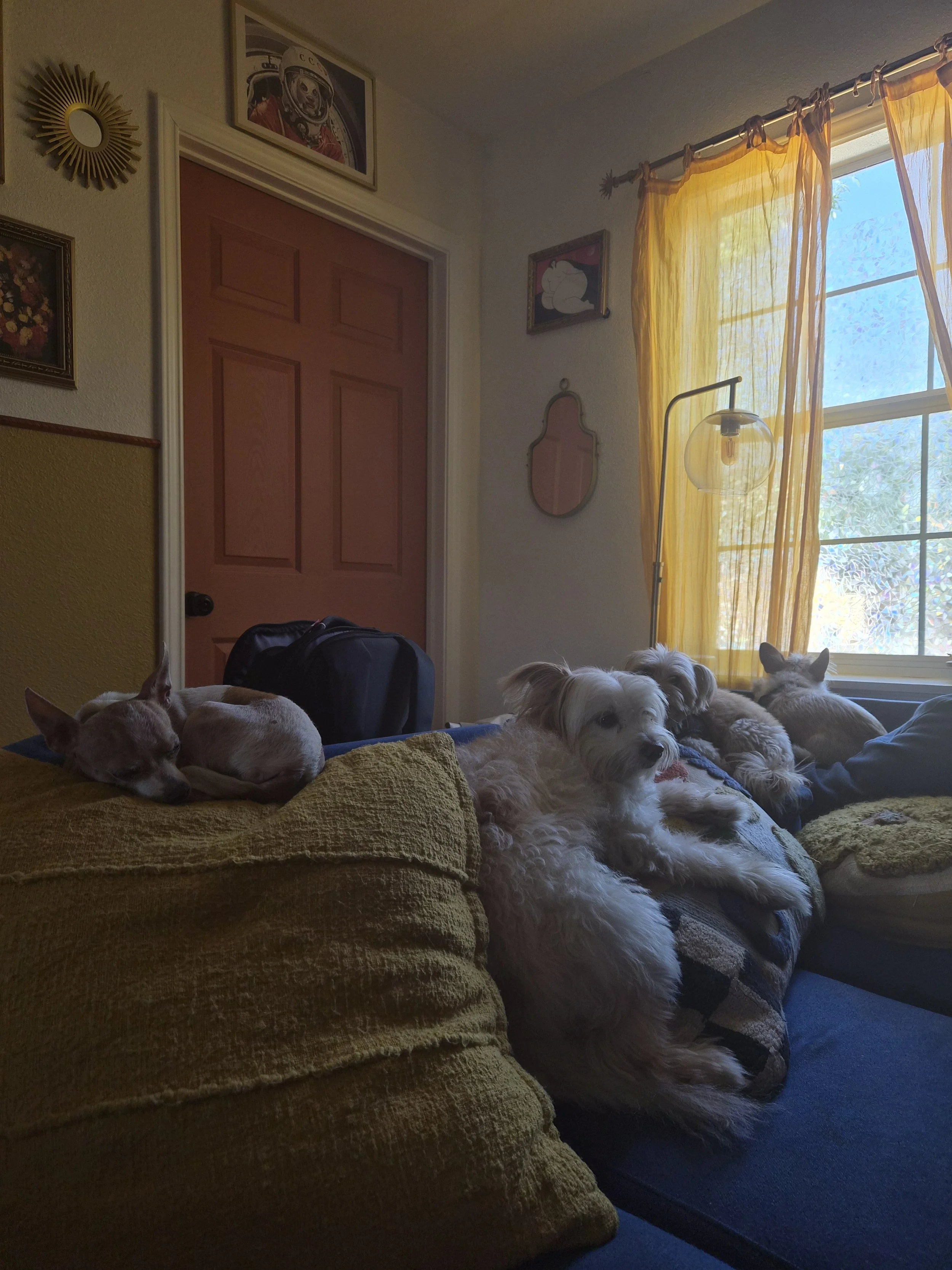 Living room with yellow curtains, framed pictures on the wall, a clay-colored door, and four dogs relaxing on the couch.