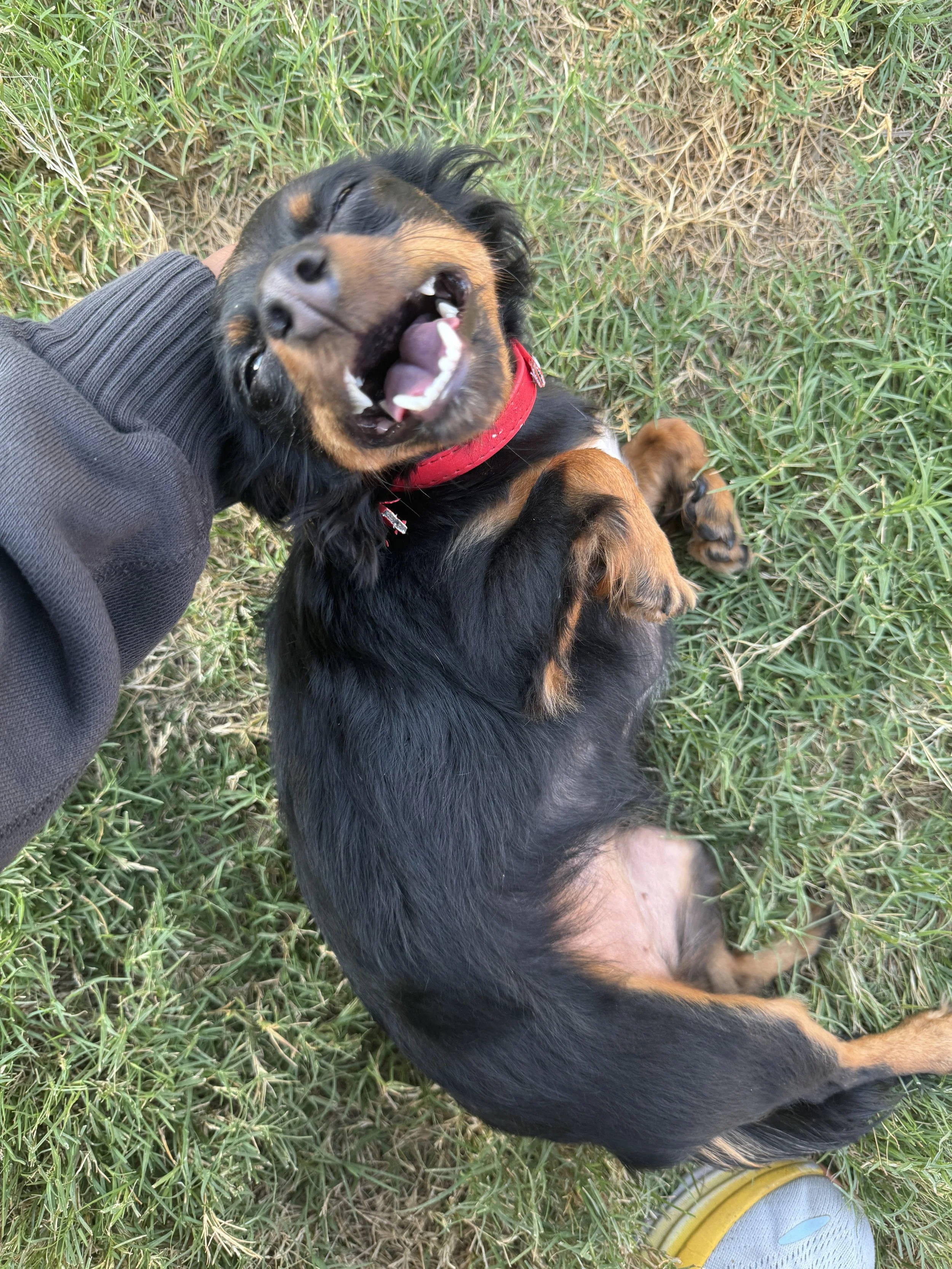 A happy black and tan dog with a red collar lying on grass, looking up and smiling with eyes closed.