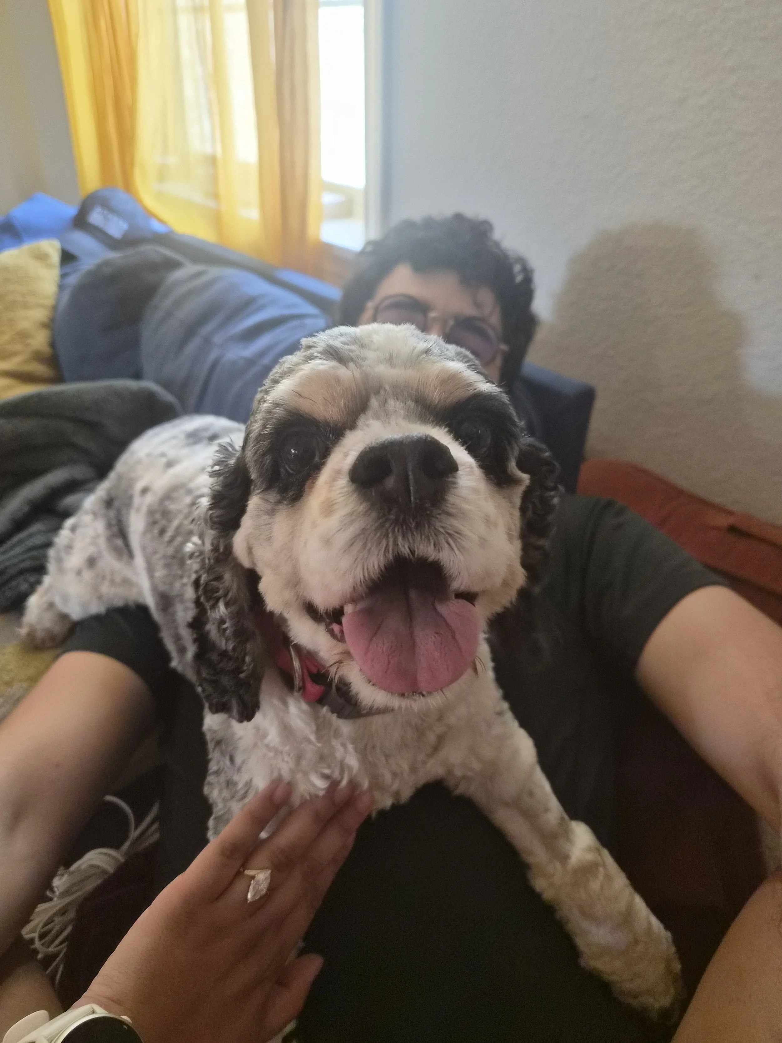 A person lying on a couch with a happy, smiling dog on their chest, close to the camera. The person's face is partially visible in the background, and they are wearing glasses. The dog has a black and white coat and looks joyful.