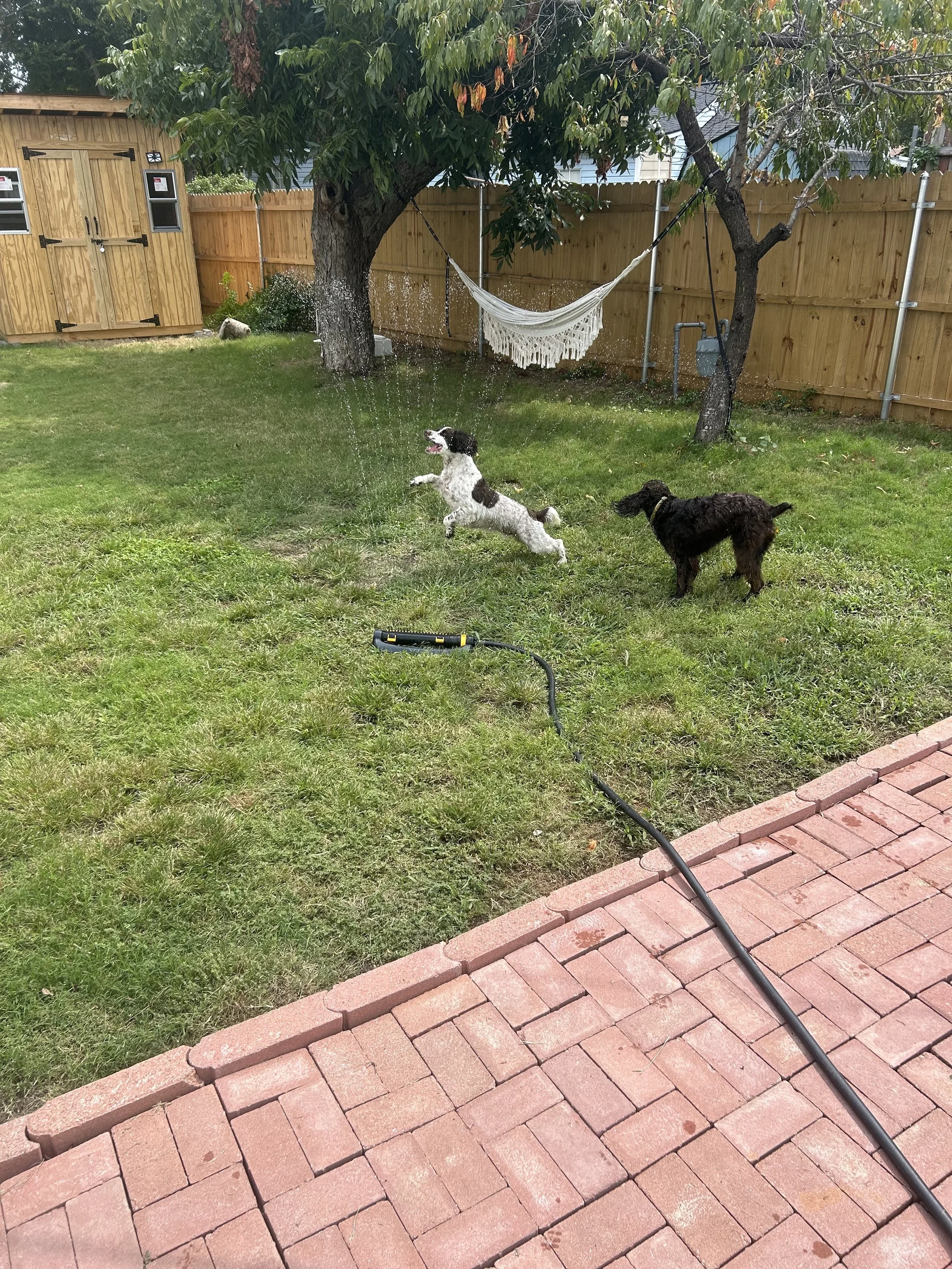 Two dogs playing in a backyard, one jumping through a sprinkler and the other standing nearby. The yard has green grass, a tree with a hammock, a wooden fence, and a brick patio.
