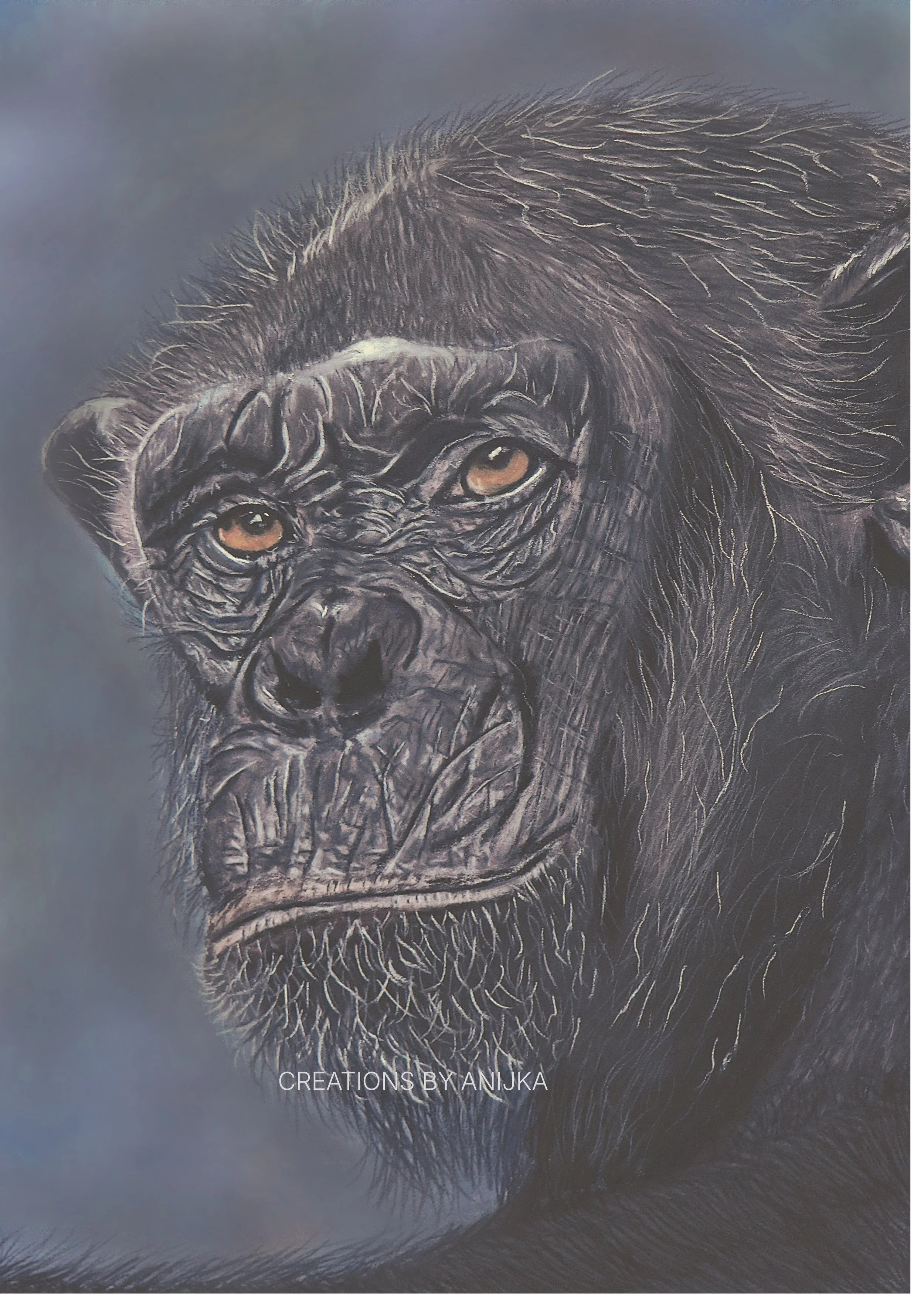 Wisdom in the Whiskers Fine Art Print