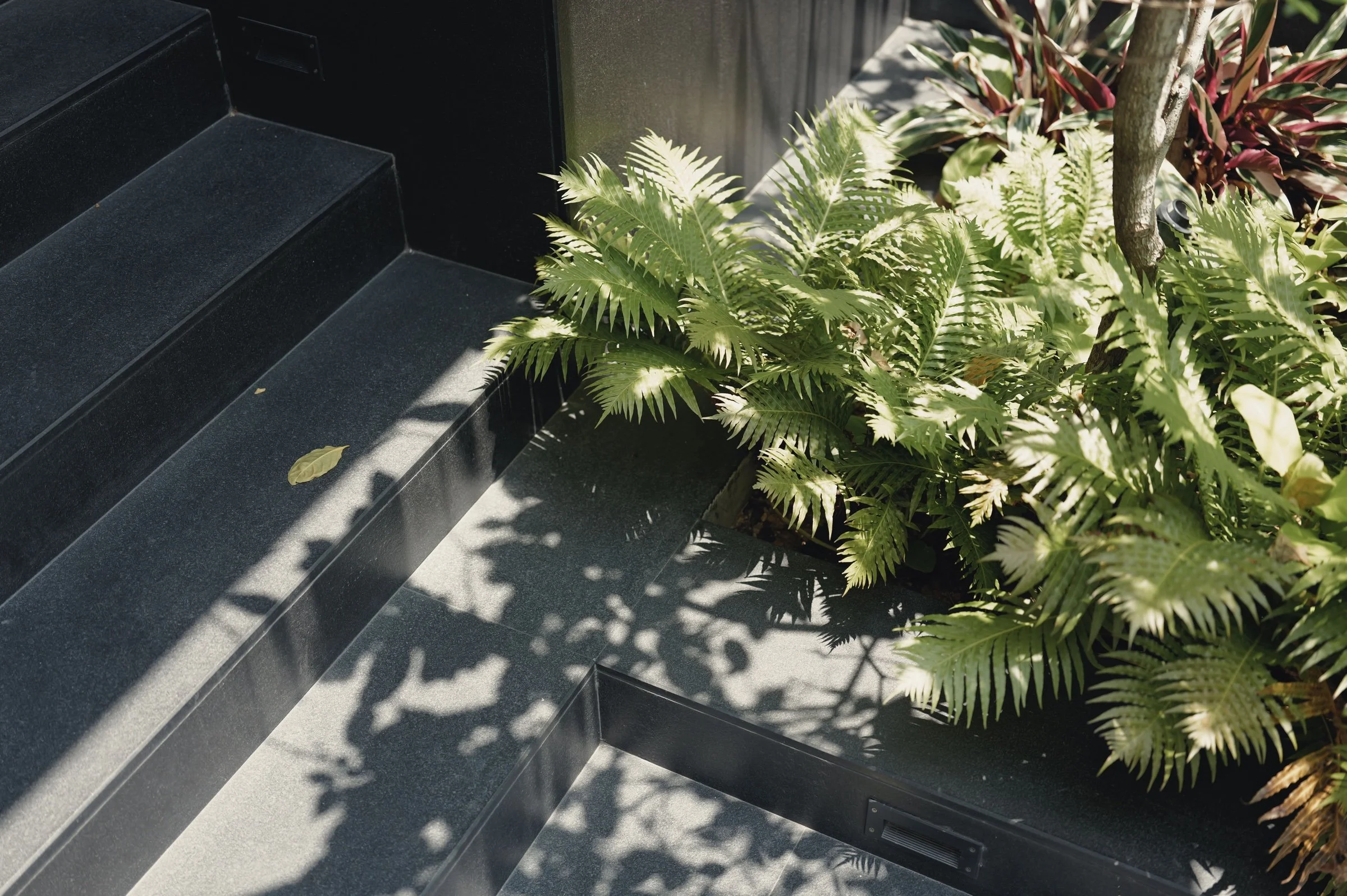 Ferns cast delicate shadows across dark steps.