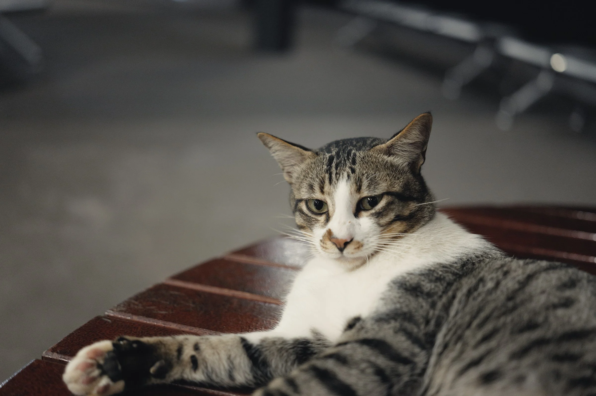 A tabby-and-white cat rests on a wooden tabletop.