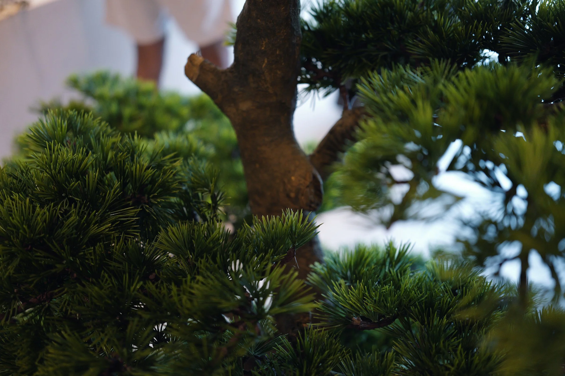 Close view of sculpted green foliage against the New Bahru buildings.