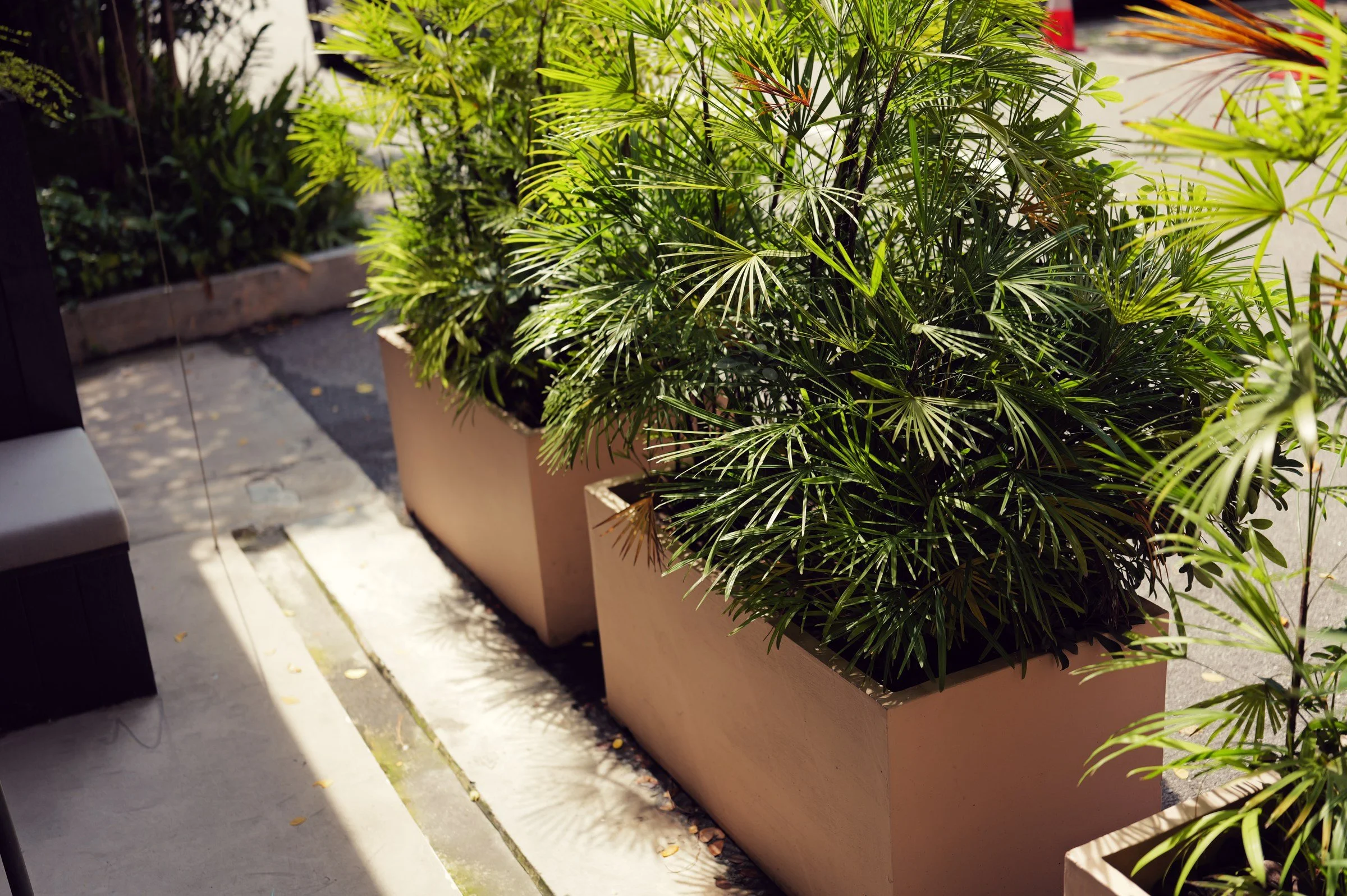 Sunlit green plants in rectangular planters beside the walkway at New Bahru.