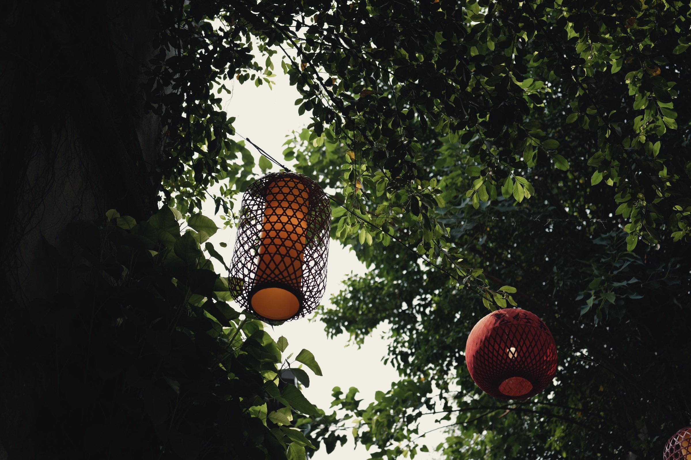 Orange and red lanterns hang among green leaves.