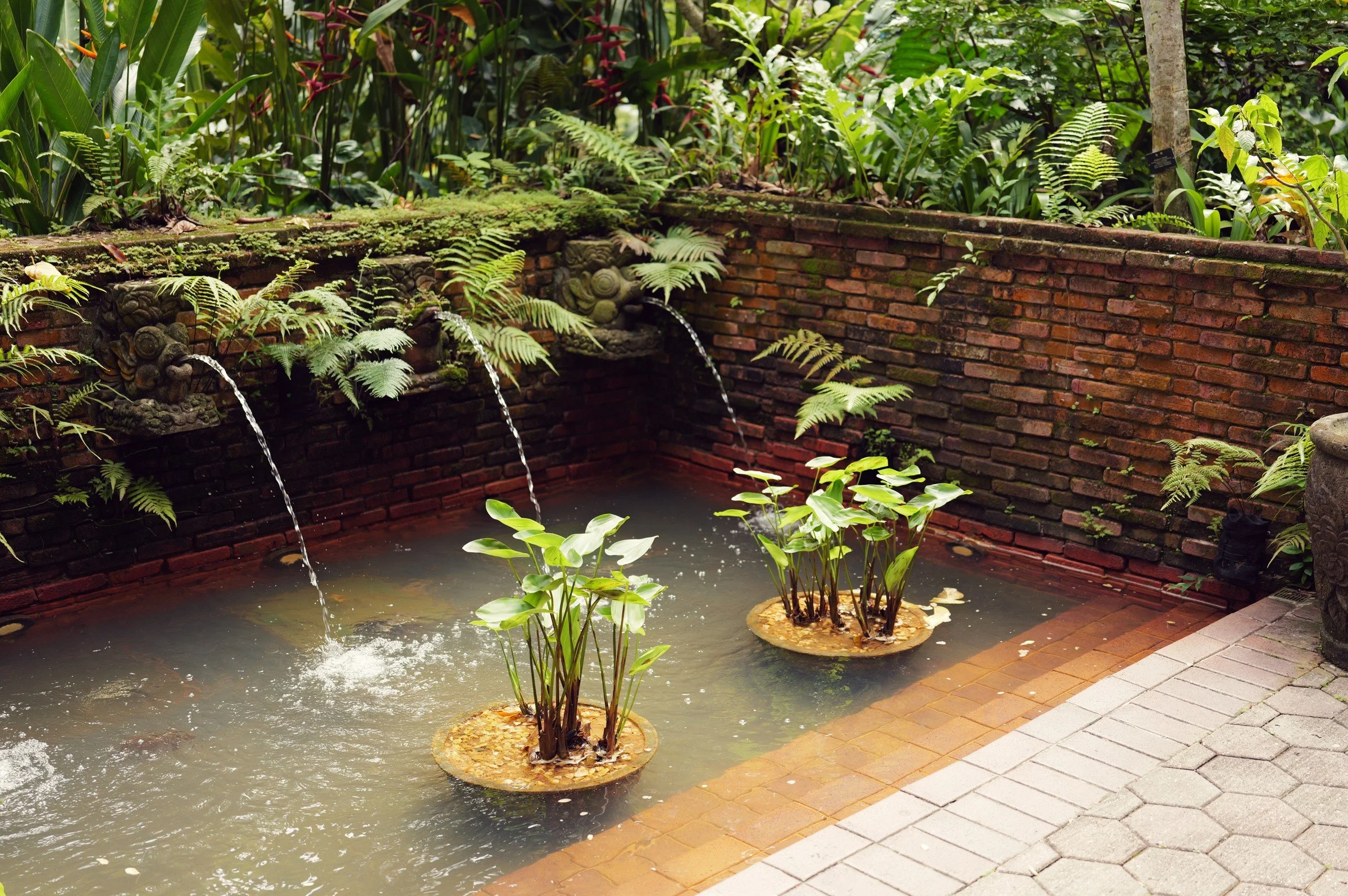 Small water spouts feed a brick-lined pool among ferns and tropical plants at Fort Canning Park.