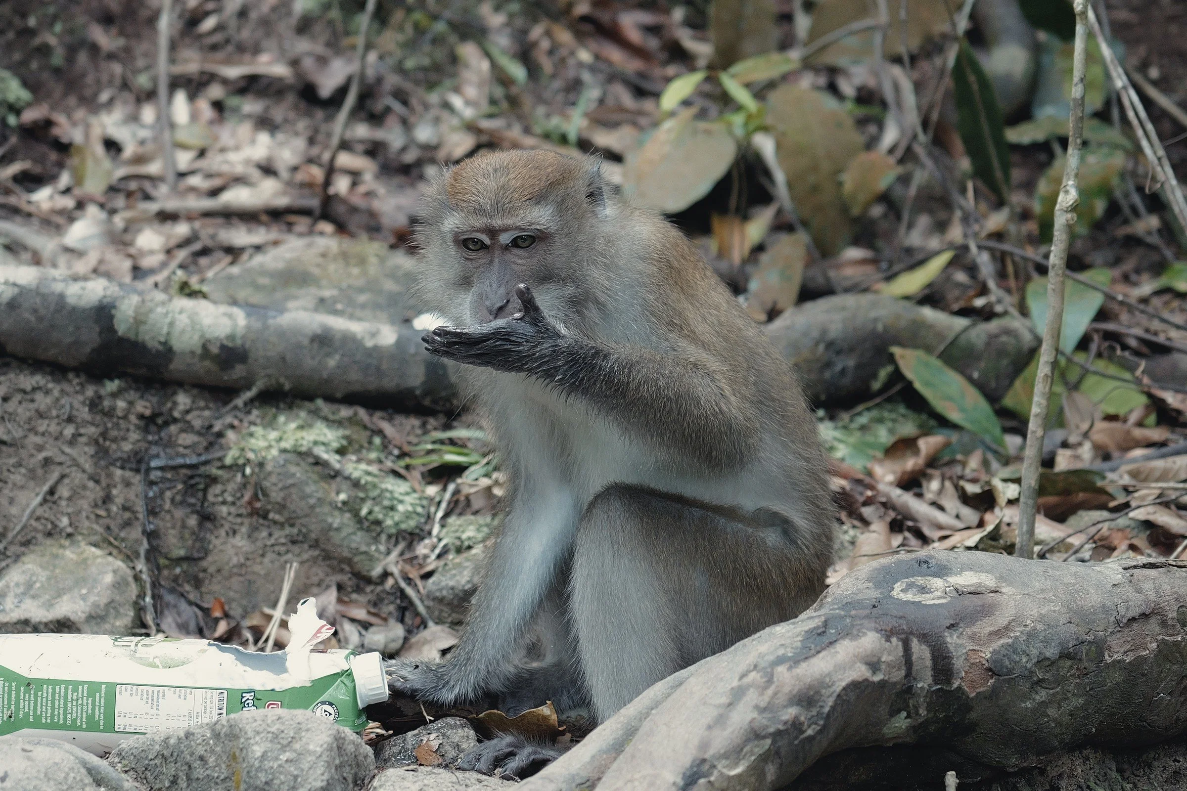A monkey sits among exposed roots at the edge of the forest.