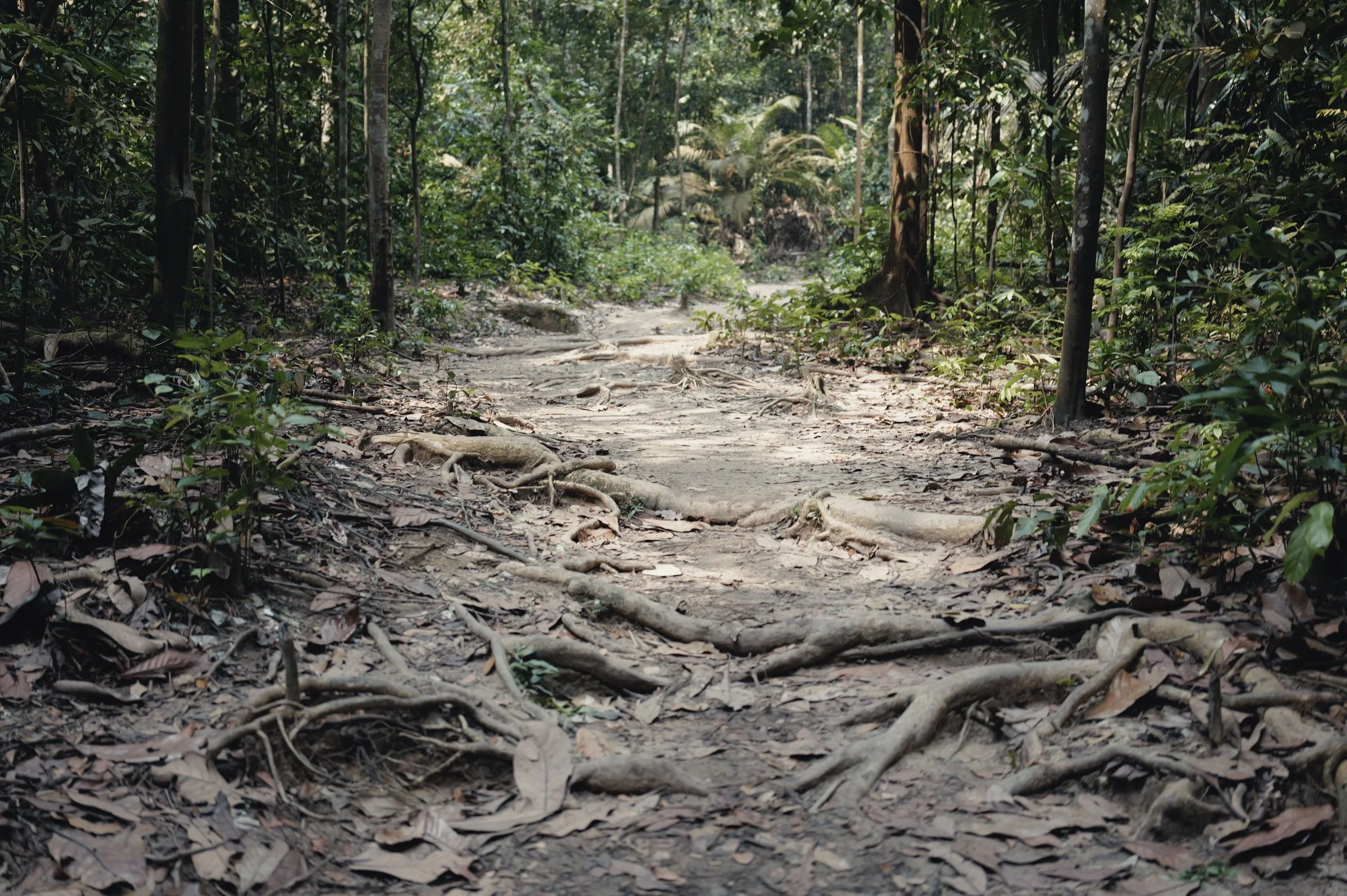 Exposed roots cross a sunlit dirt trail through dense forest.