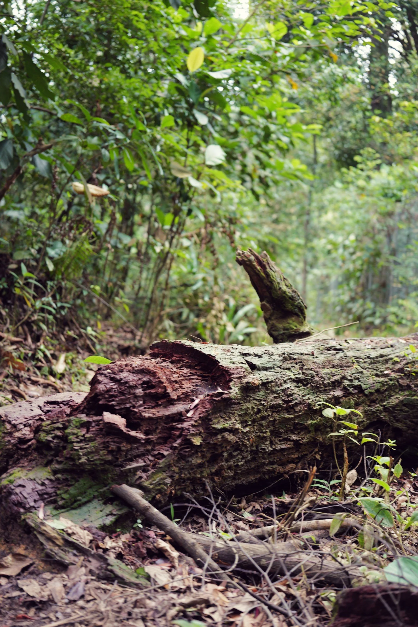 A decaying fallen trunk fills the foreground beneath a softly receding green forest canopy.