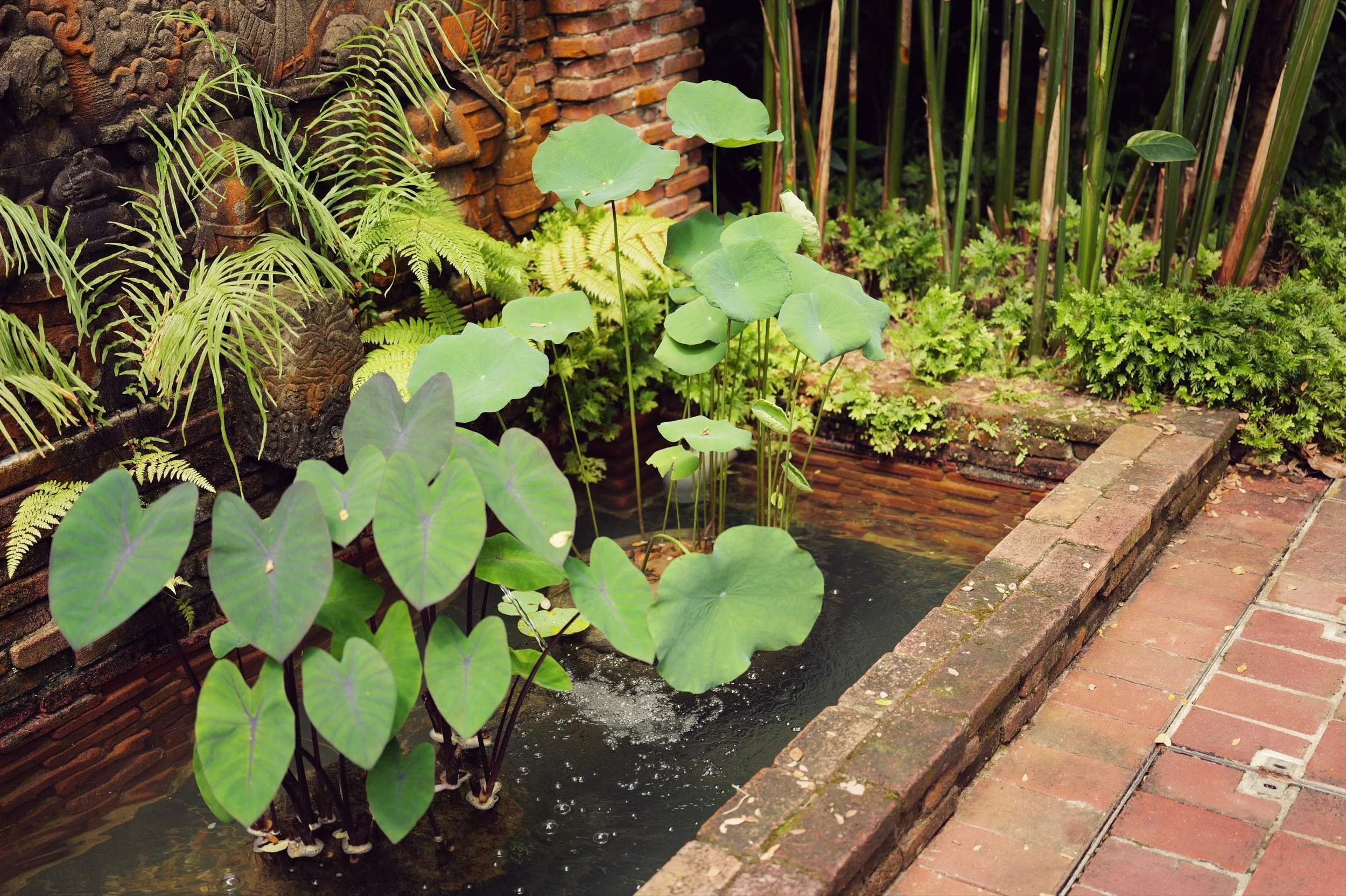 Broad green leaves rise beside a brick-edged garden pool at Fort Canning Park, Singapore.