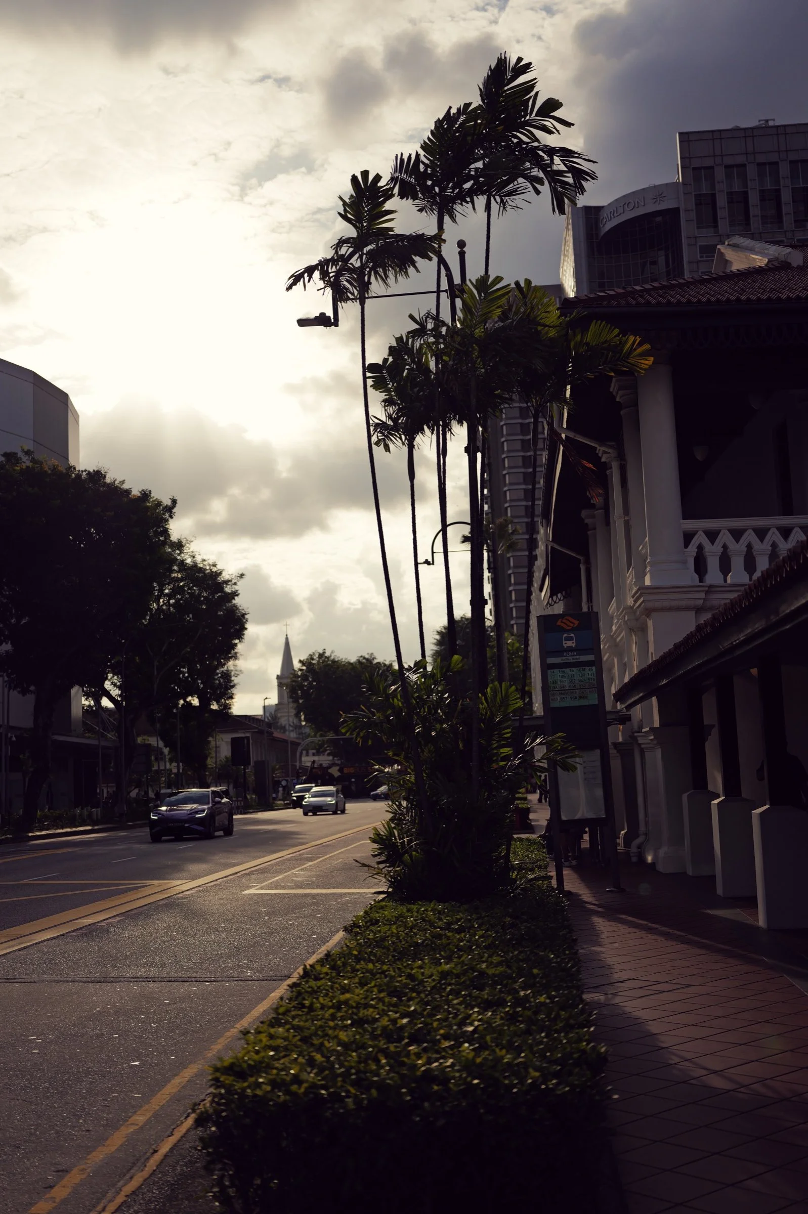 Tall palms line a city road beside buildings under a softly lit sky.