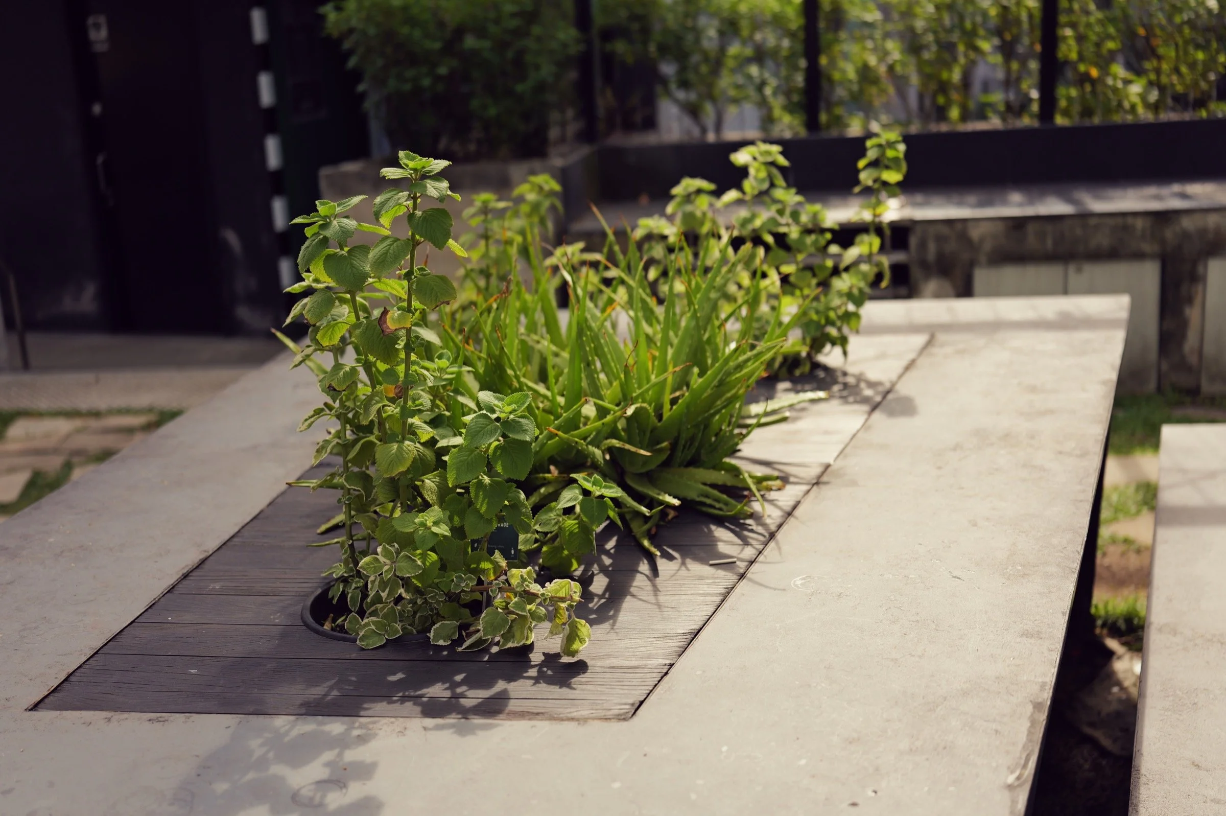 A rectangular bed of leafy plants grows within pale paving on a sunlit city terrace.