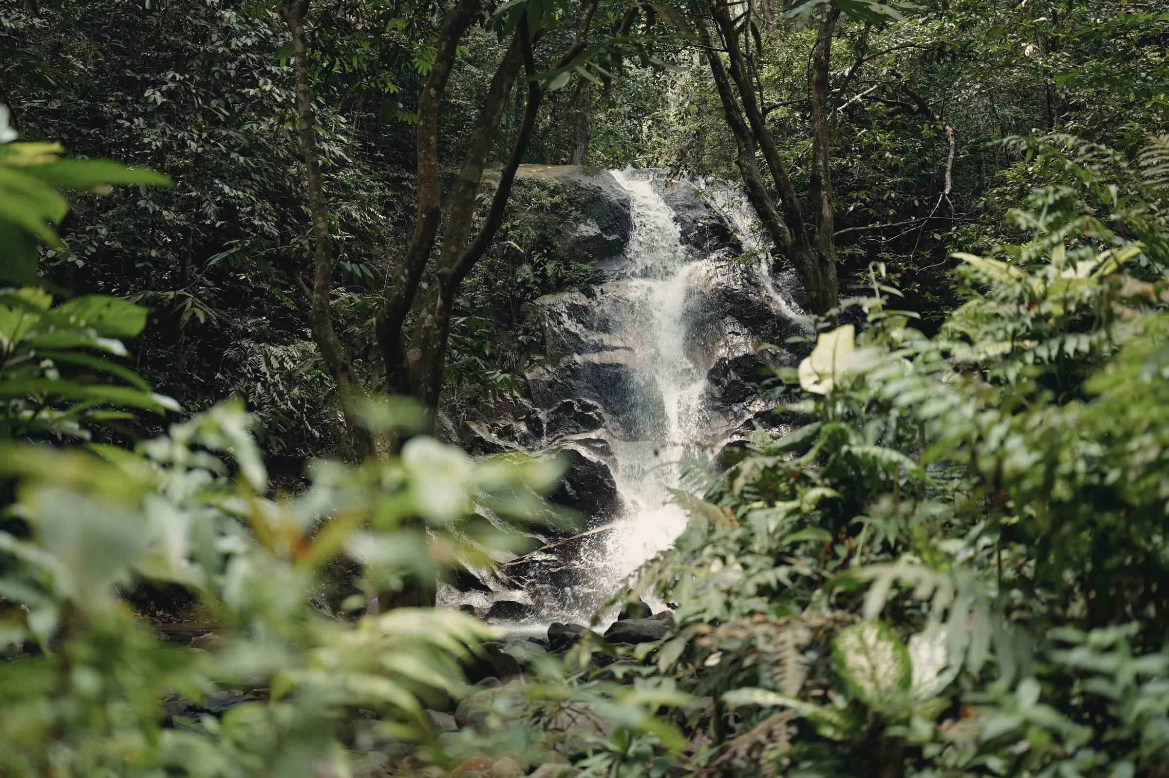 A waterfall tumbles over dark rock behind layers of green foliage.