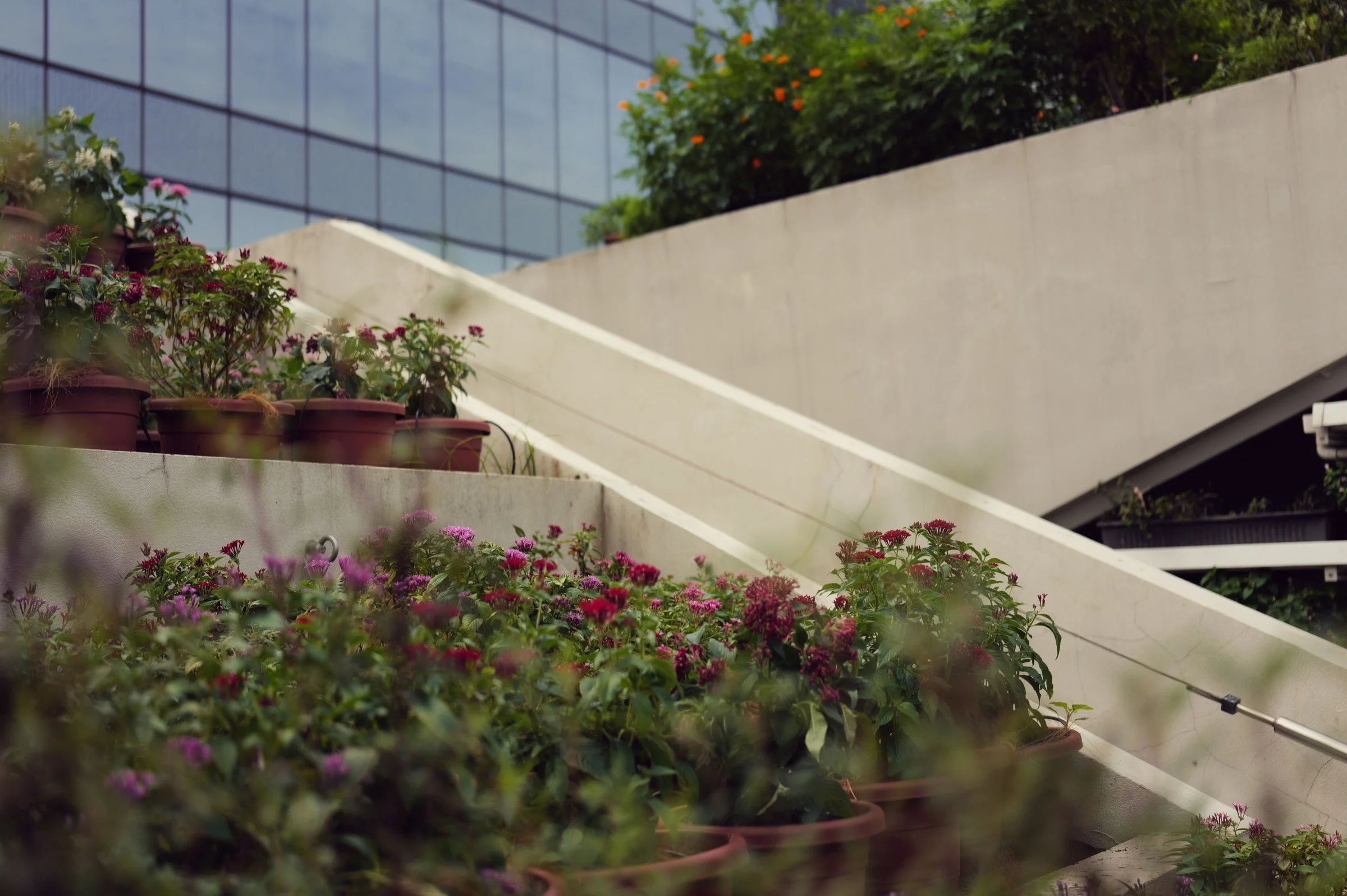 White diagonal stair walls cut between flowering plants beside a reflective glass building.