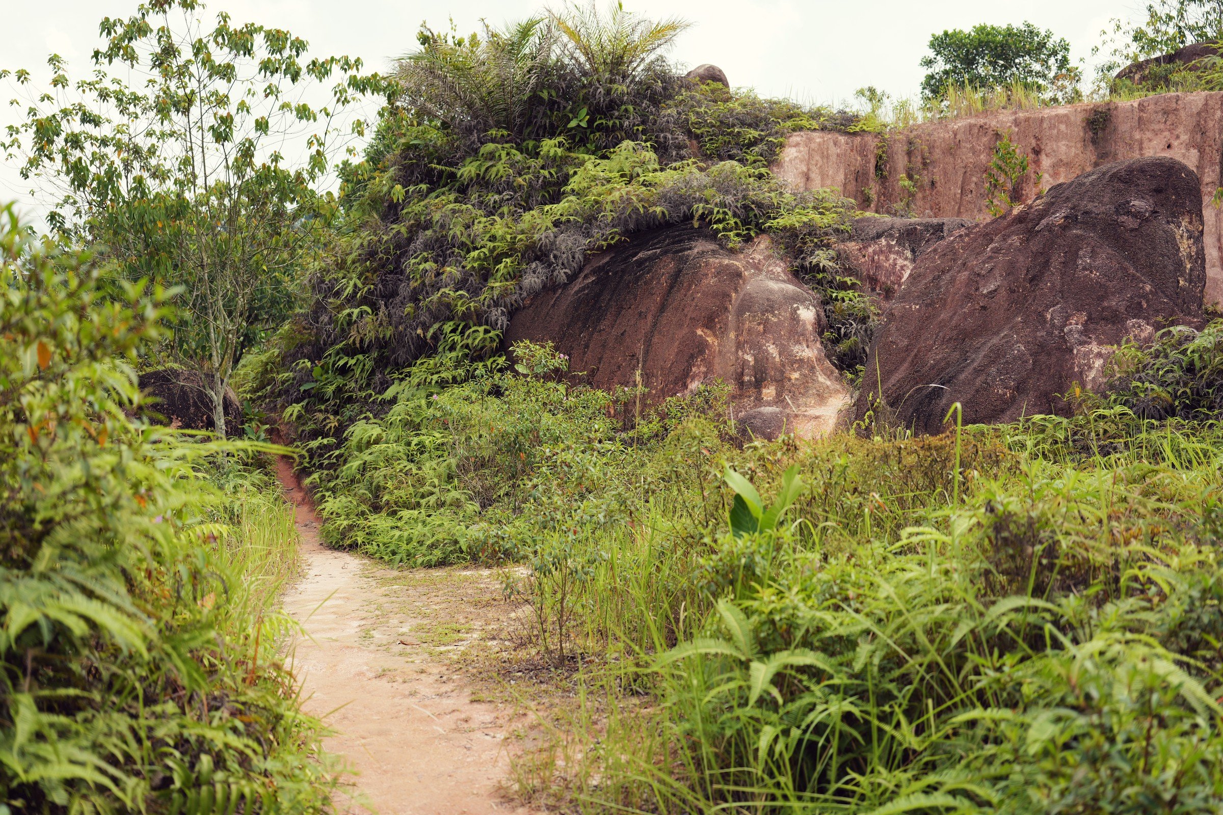 A narrow path curves between green ferns and rounded red-brown rock formations.