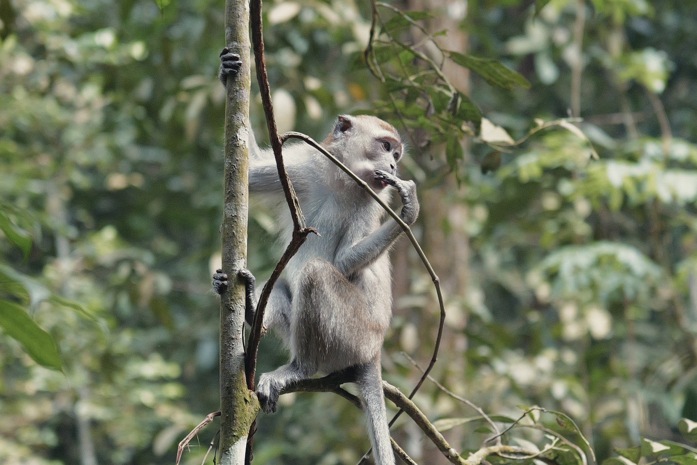 A monkey clings to slender branches among green leaves.
