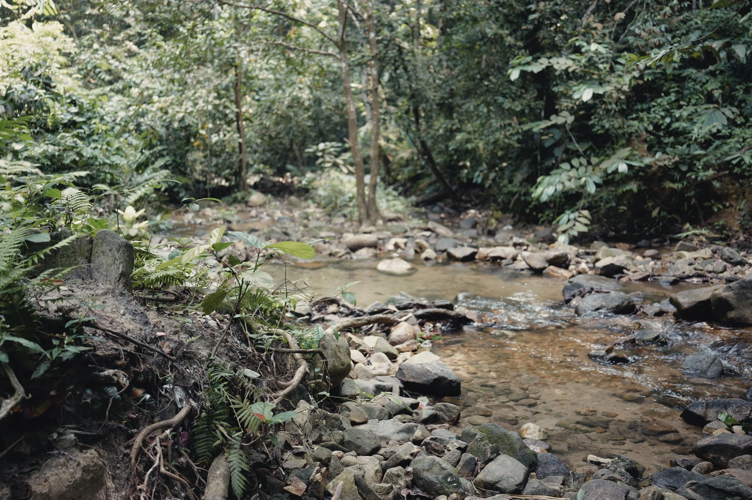 A shallow forest stream flows between rocks and exposed roots.