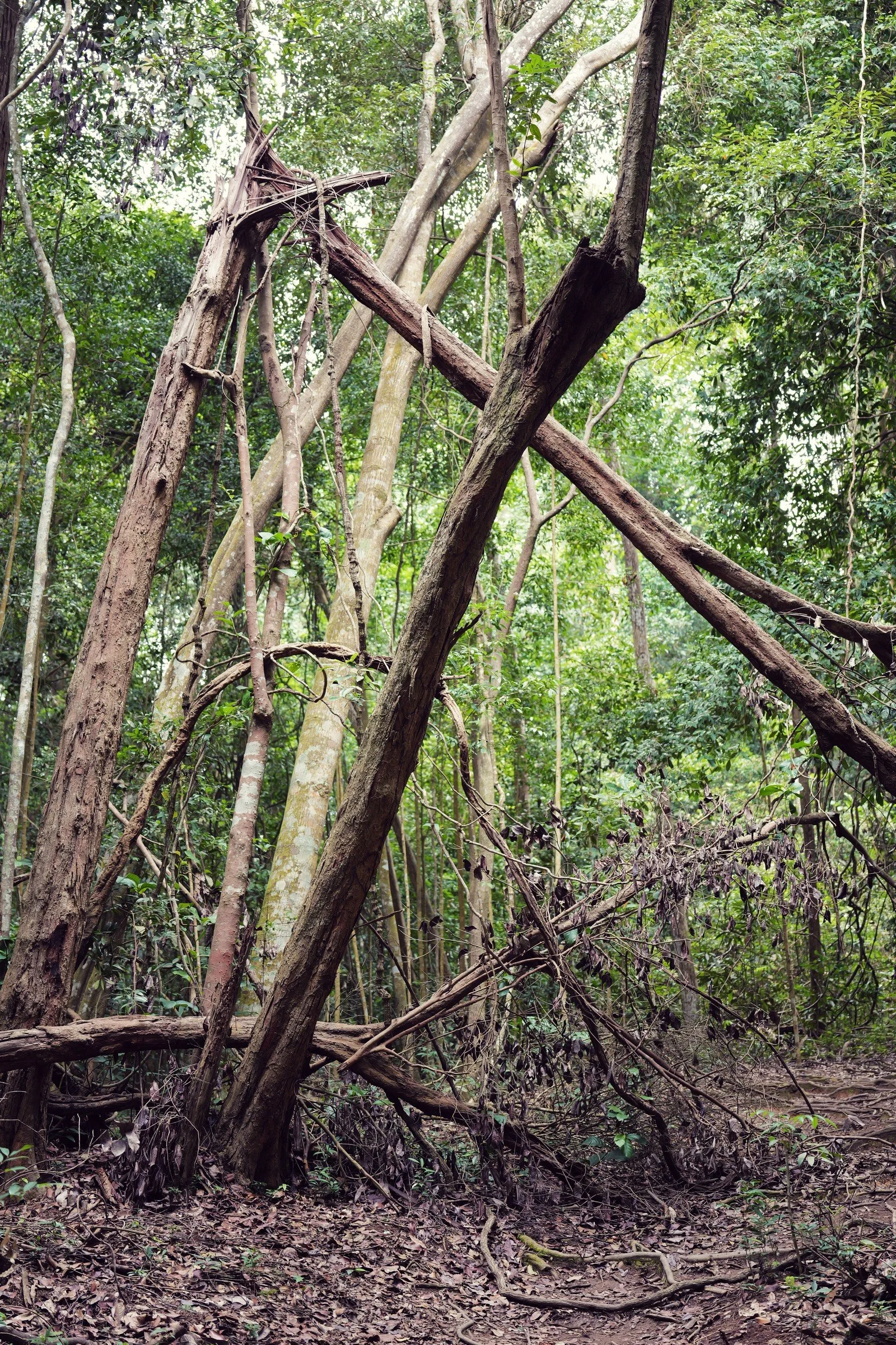 Twisted trunks and long hanging roots form an angular lattice in the forest.