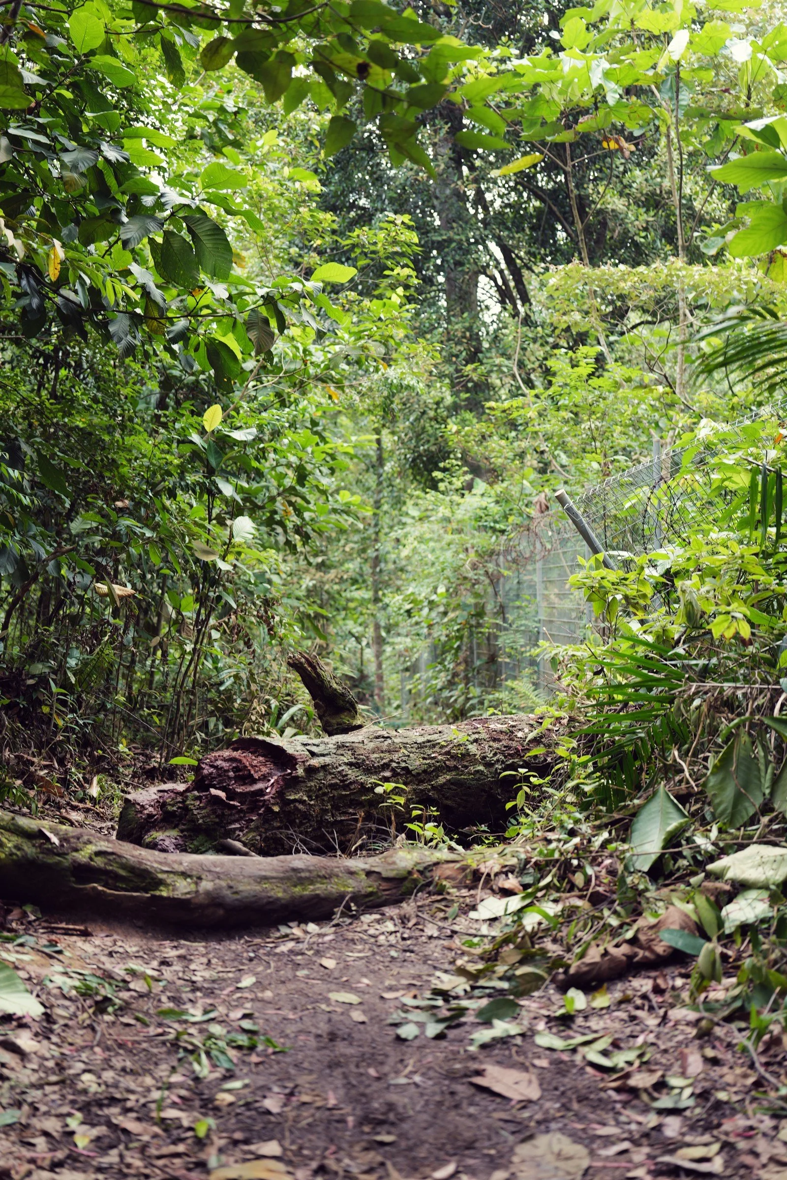 Roots and fallen branches cross a narrow path through dense green woodland.