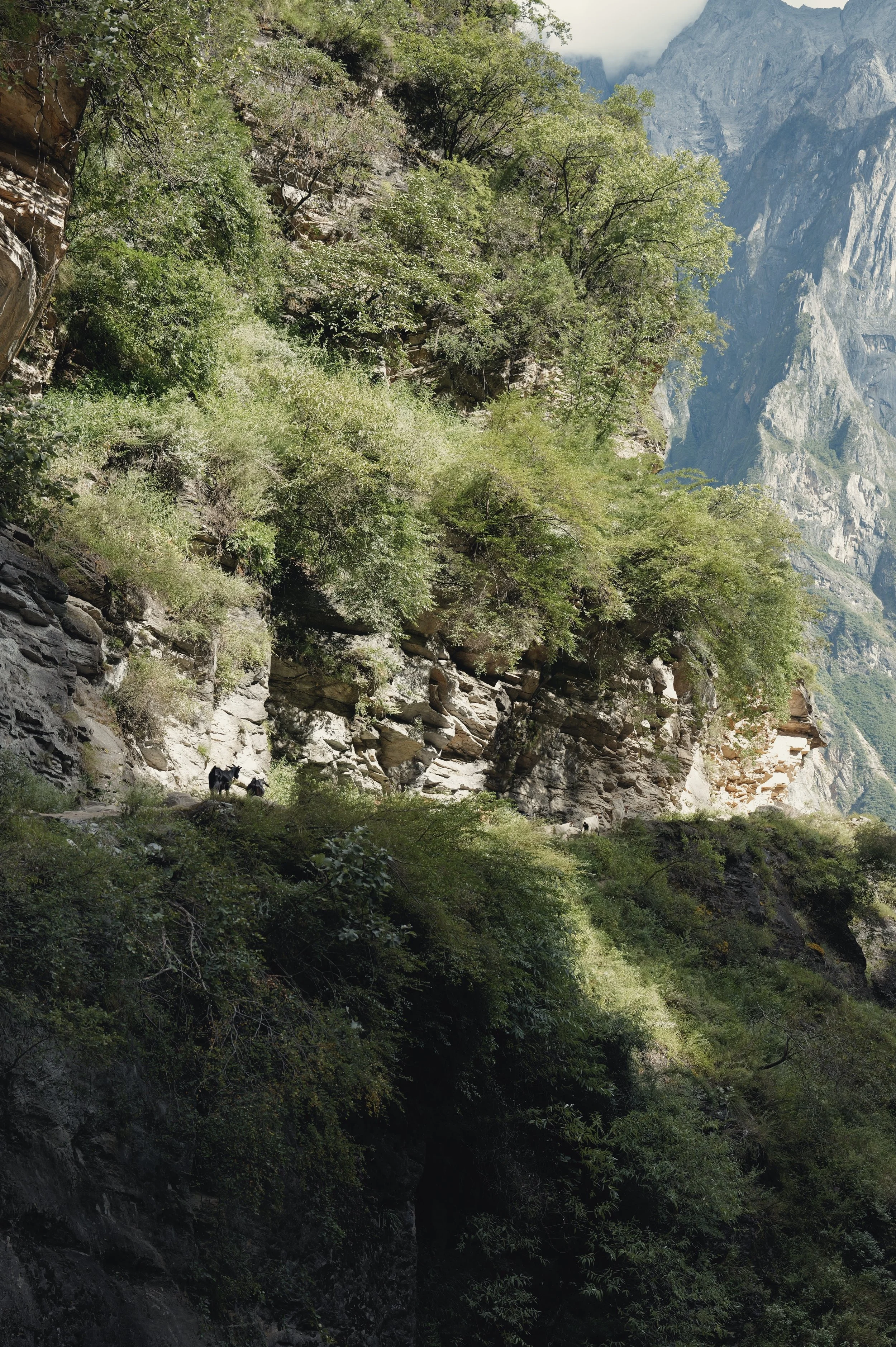 Cliffside trail and pine trees in Tiger Leaping Gorge, Yunnan