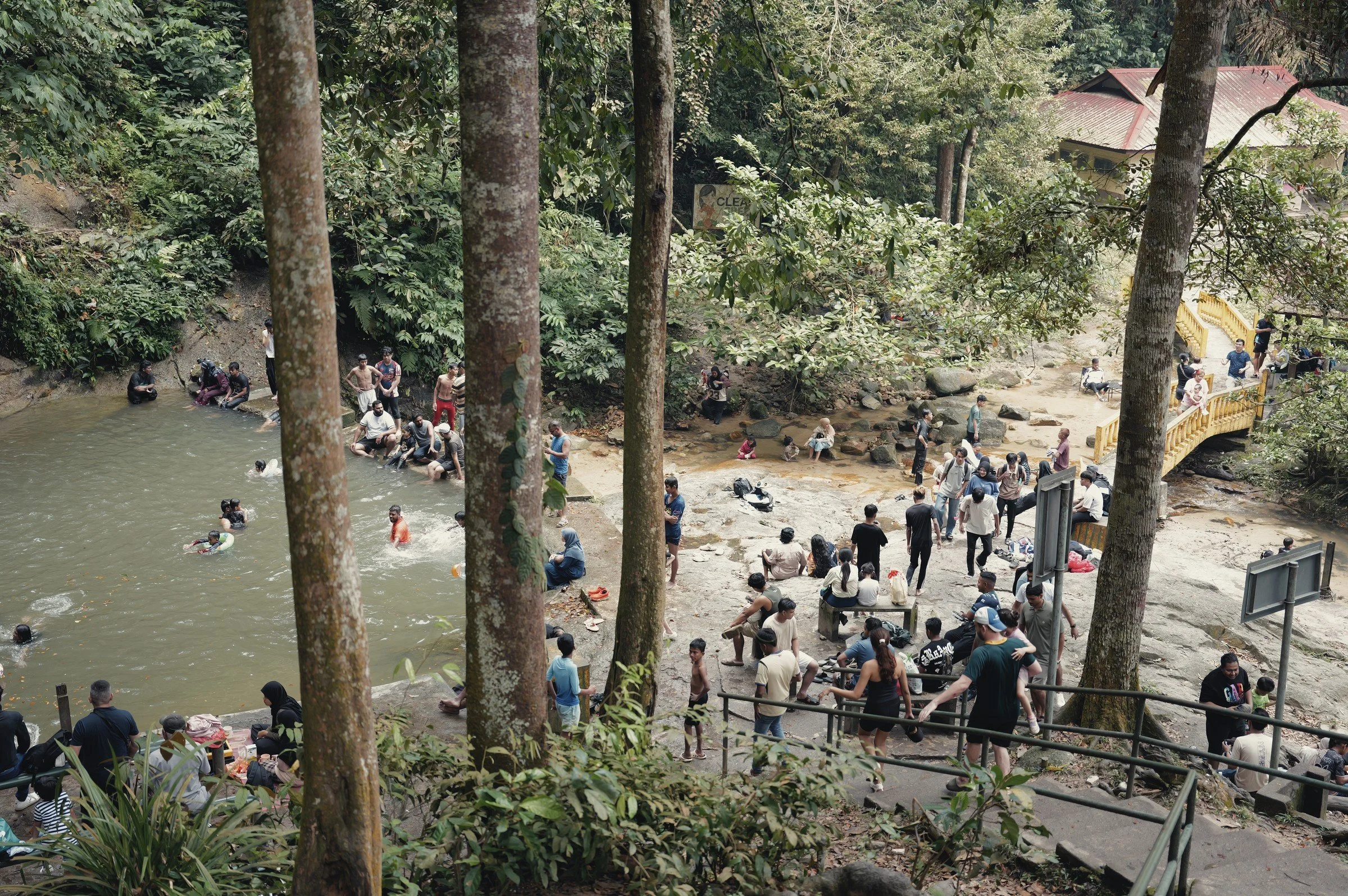 Tree trunks frame swimmers and visitors around a forest pool.