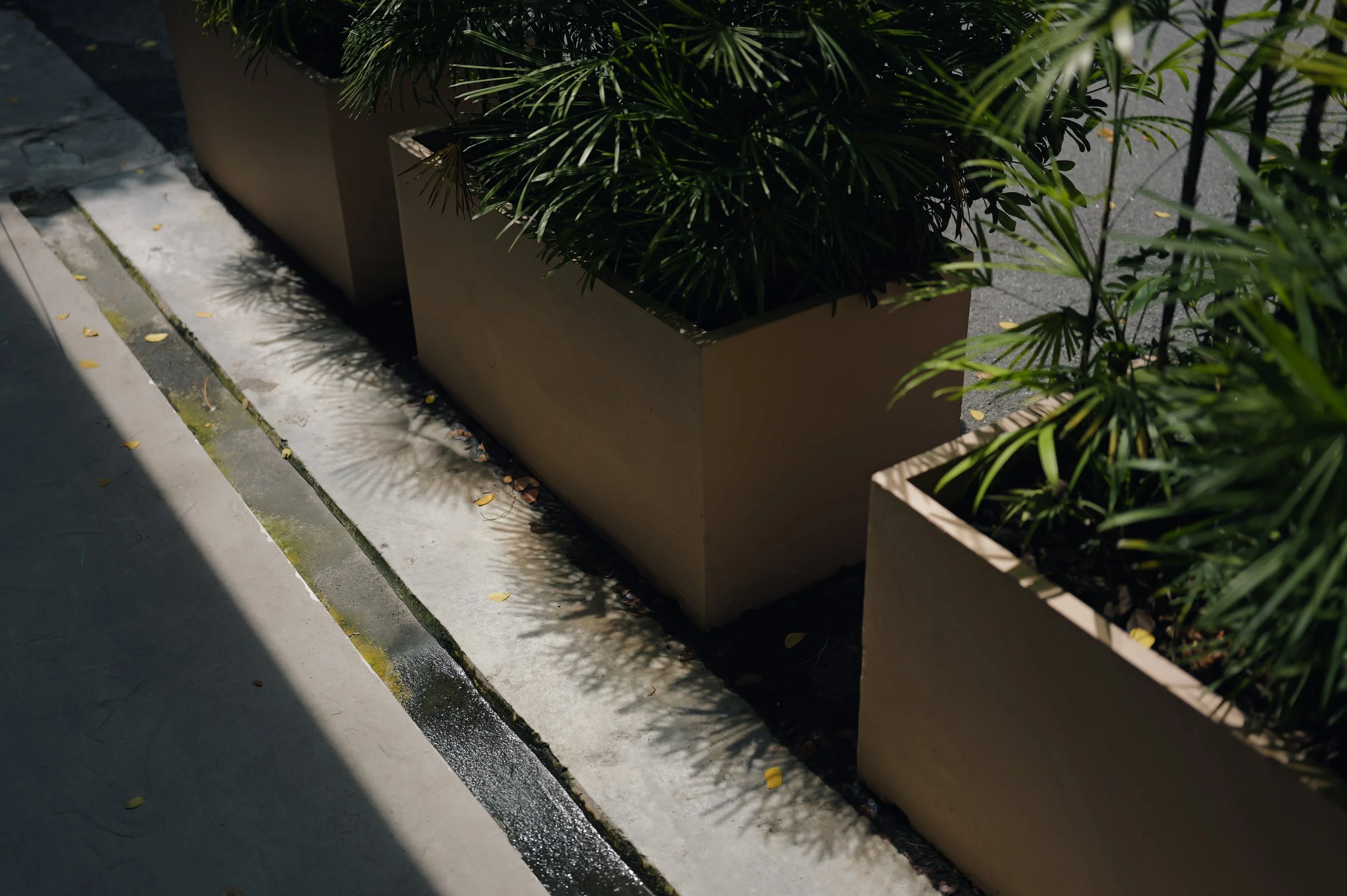 Sunlit sidewalk with potted green plants casting shadows, with fallen leaves scattered on the ground.