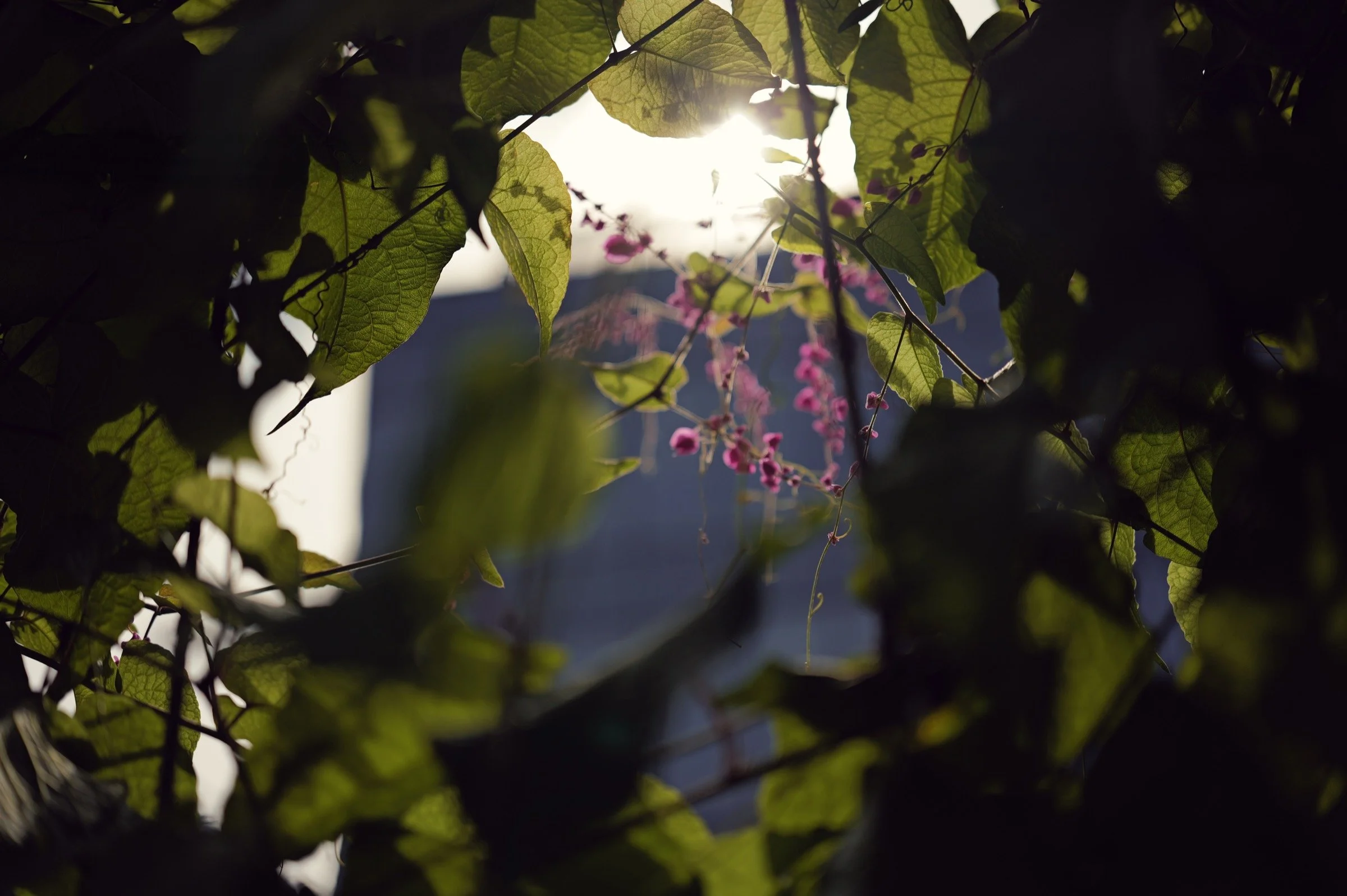 Pink flowers and a pale building are glimpsed through dark leaves in a planted city terrace.